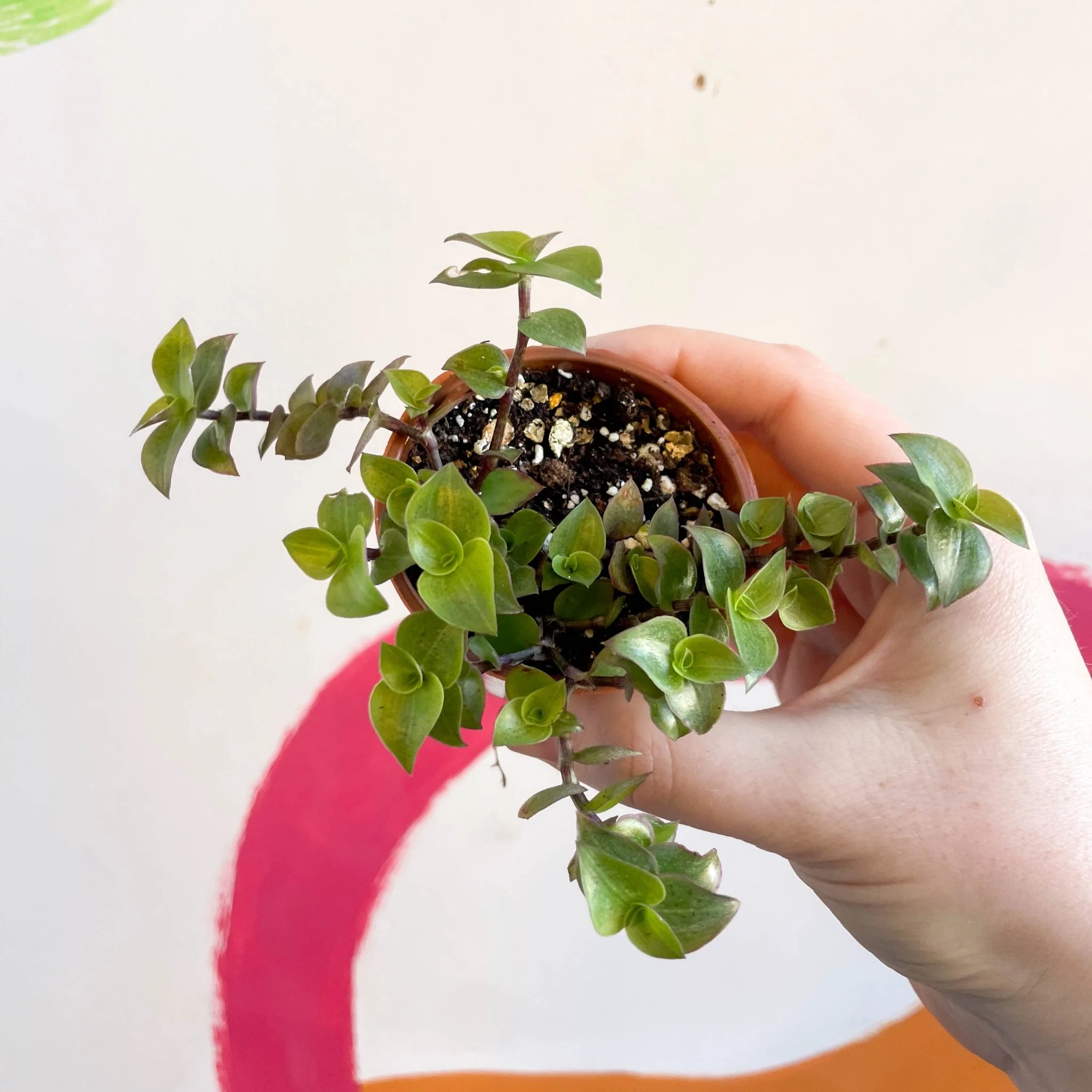Creeping Inch Plant - Callisia repens - Welsh Grown - Image 2