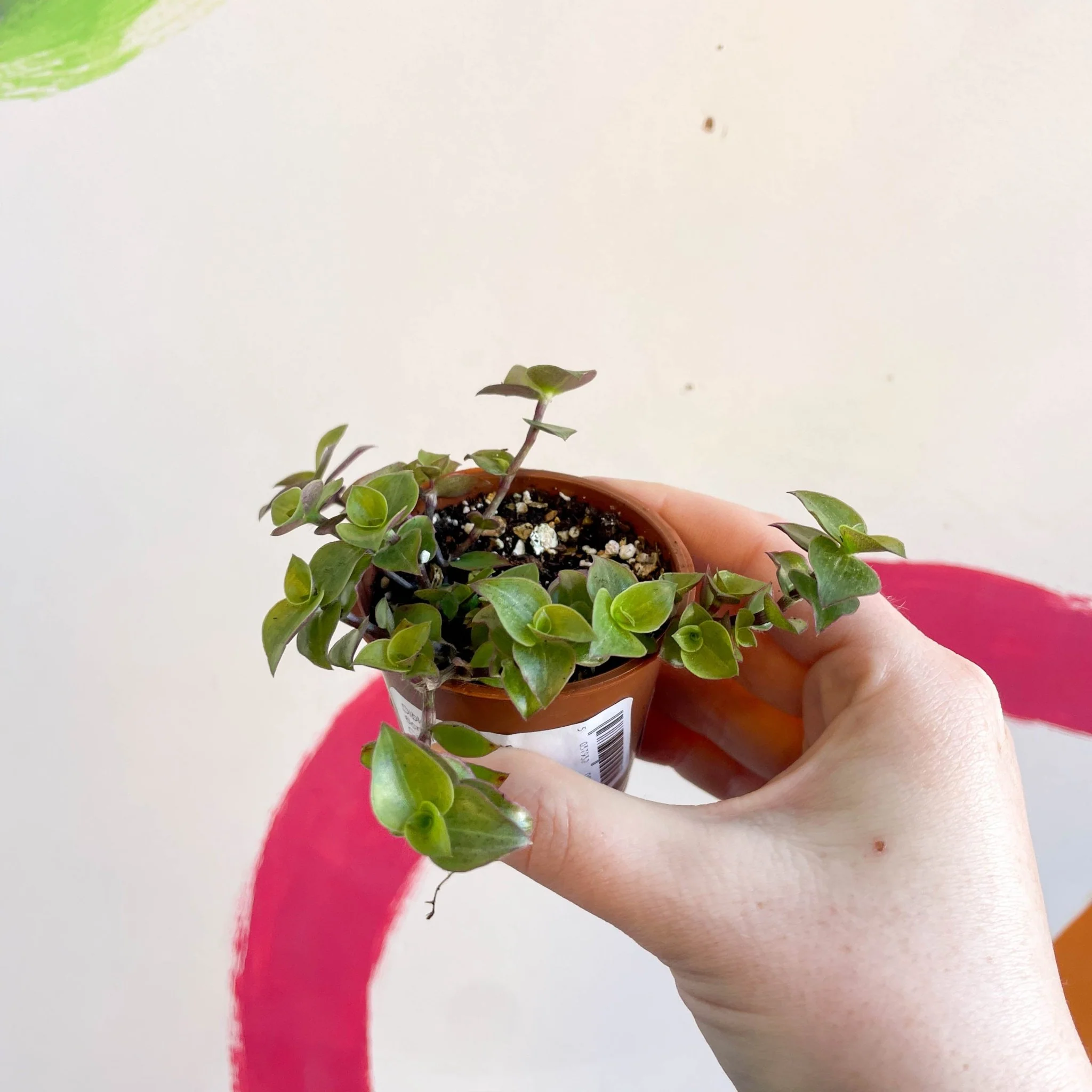 Creeping Inch Plant - Callisia repens - Welsh Grown - Image 3