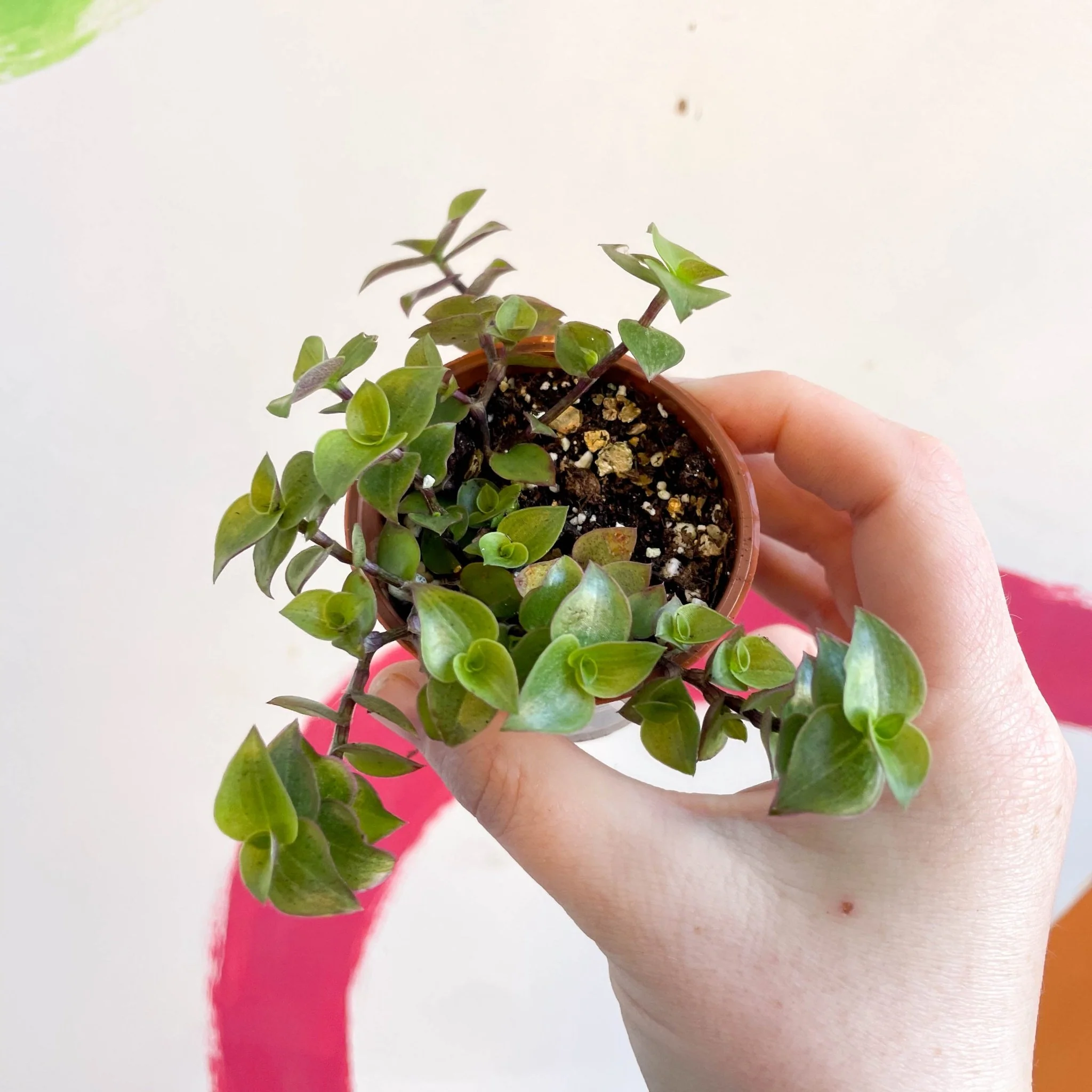 Creeping Inch Plant - Callisia repens - Welsh Grown - Image 4