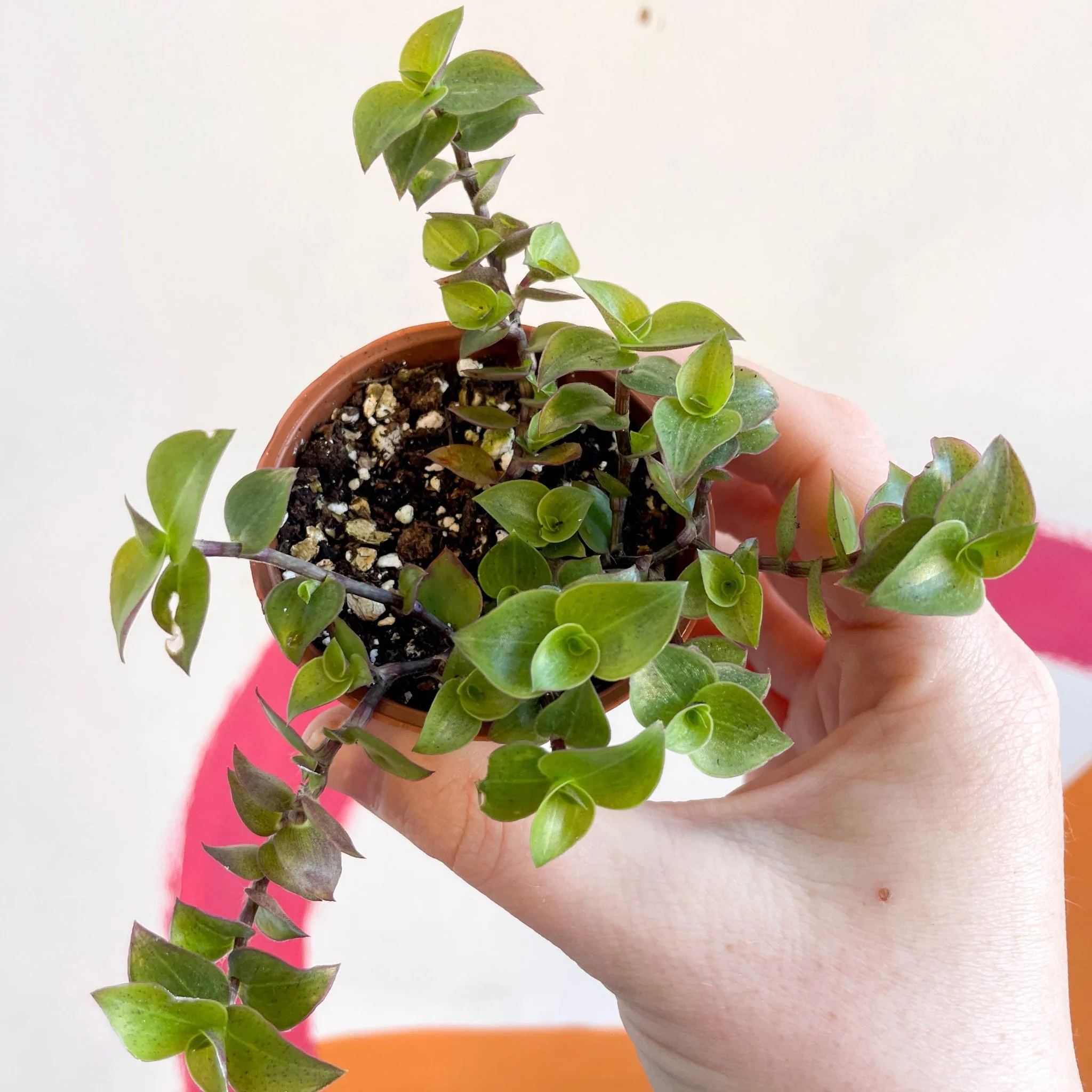 Creeping Inch Plant - Callisia repens - Welsh Grown - Image 5