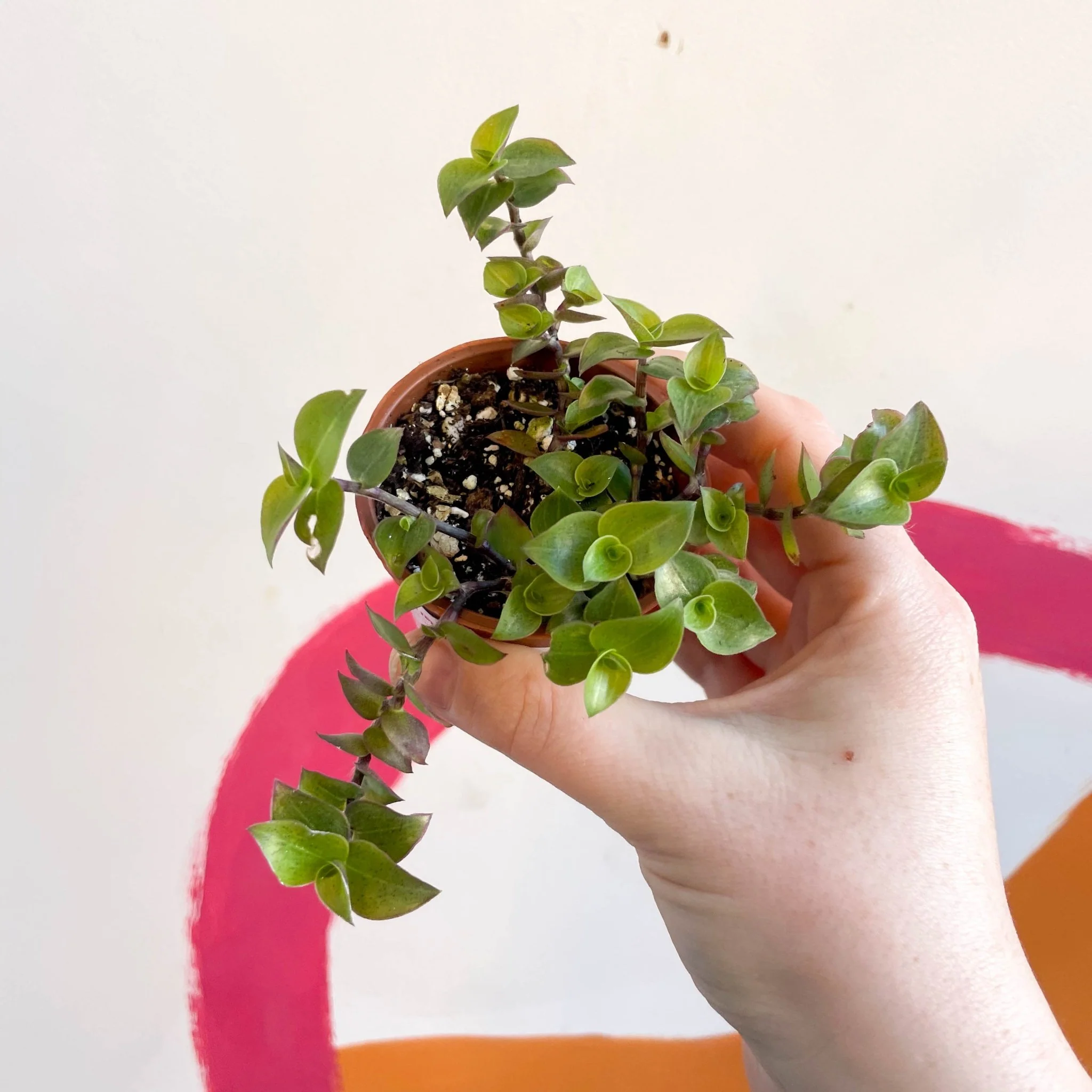 Creeping Inch Plant - Callisia repens - Welsh Grown - Image 6