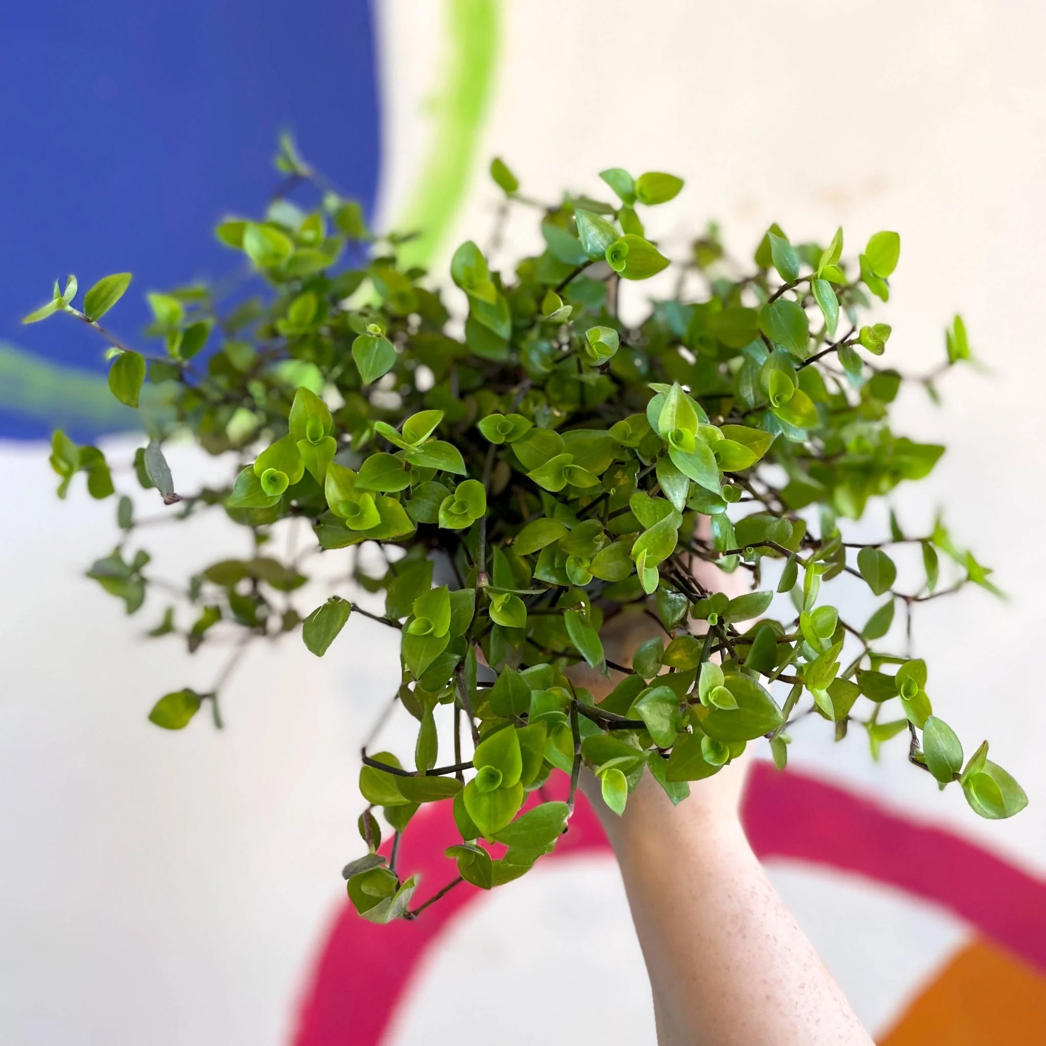 Creeping Inch Plant - Callisia repens - Welsh Grown - Image 7