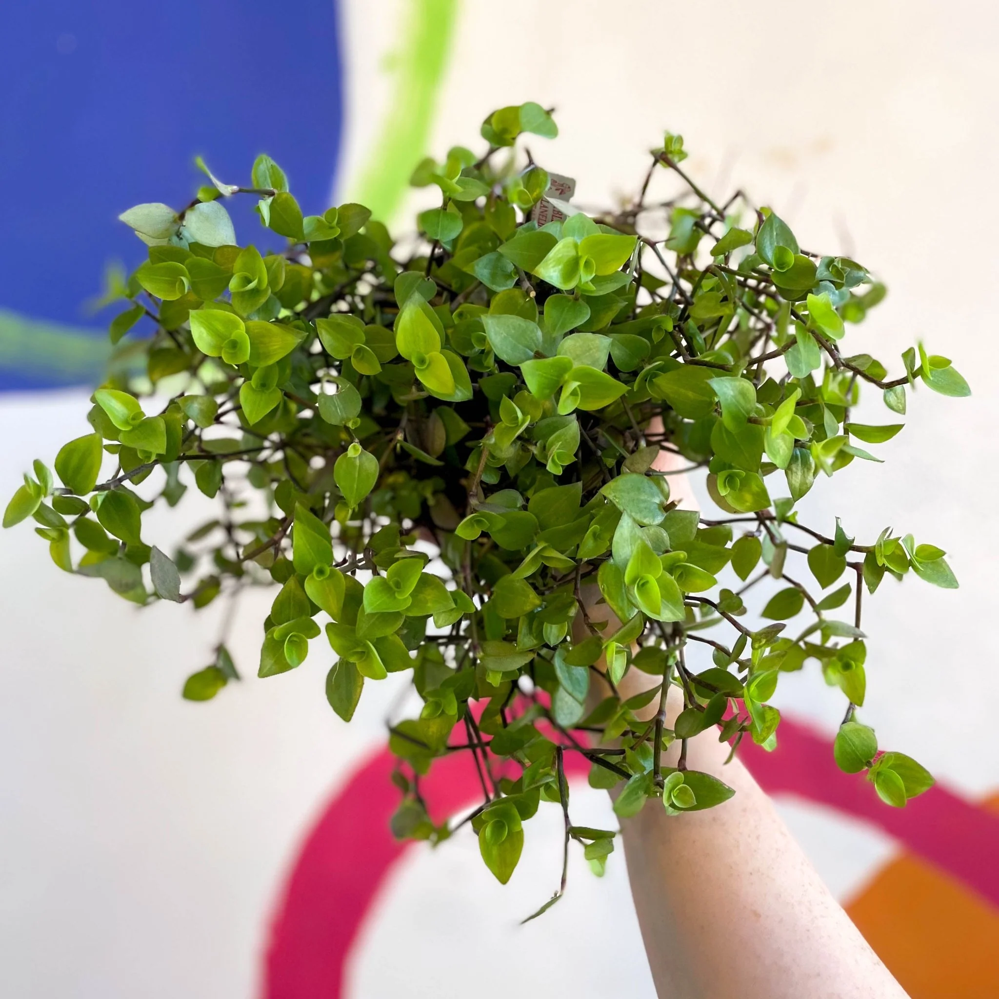 Creeping Inch Plant - Callisia repens - Welsh Grown - Image 8