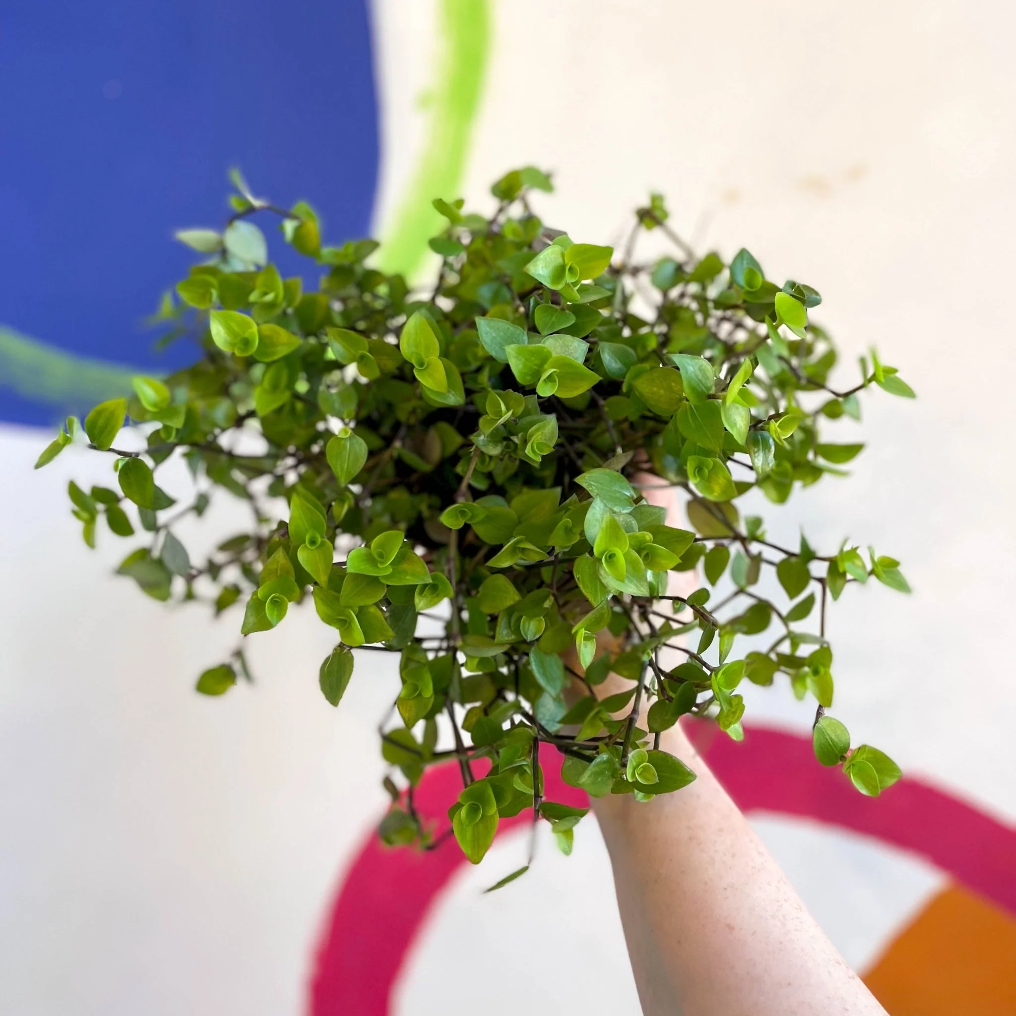 Creeping Inch Plant - Callisia repens - Welsh Grown - Image 9
