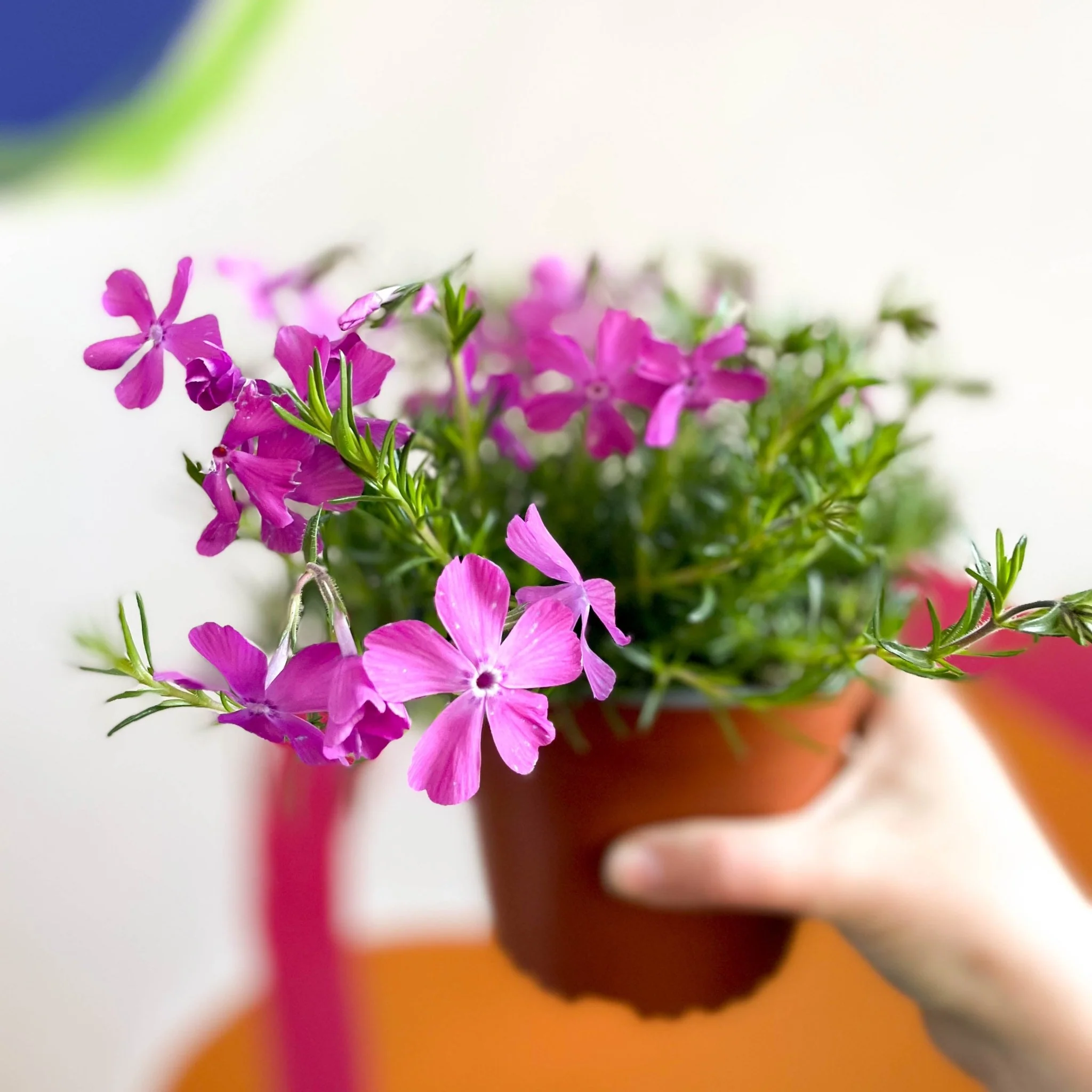 Creeping Phlox - Phlox subulata 'Drummond Pink' - British Grown Evergreen Perennial Alpine - Image 2
