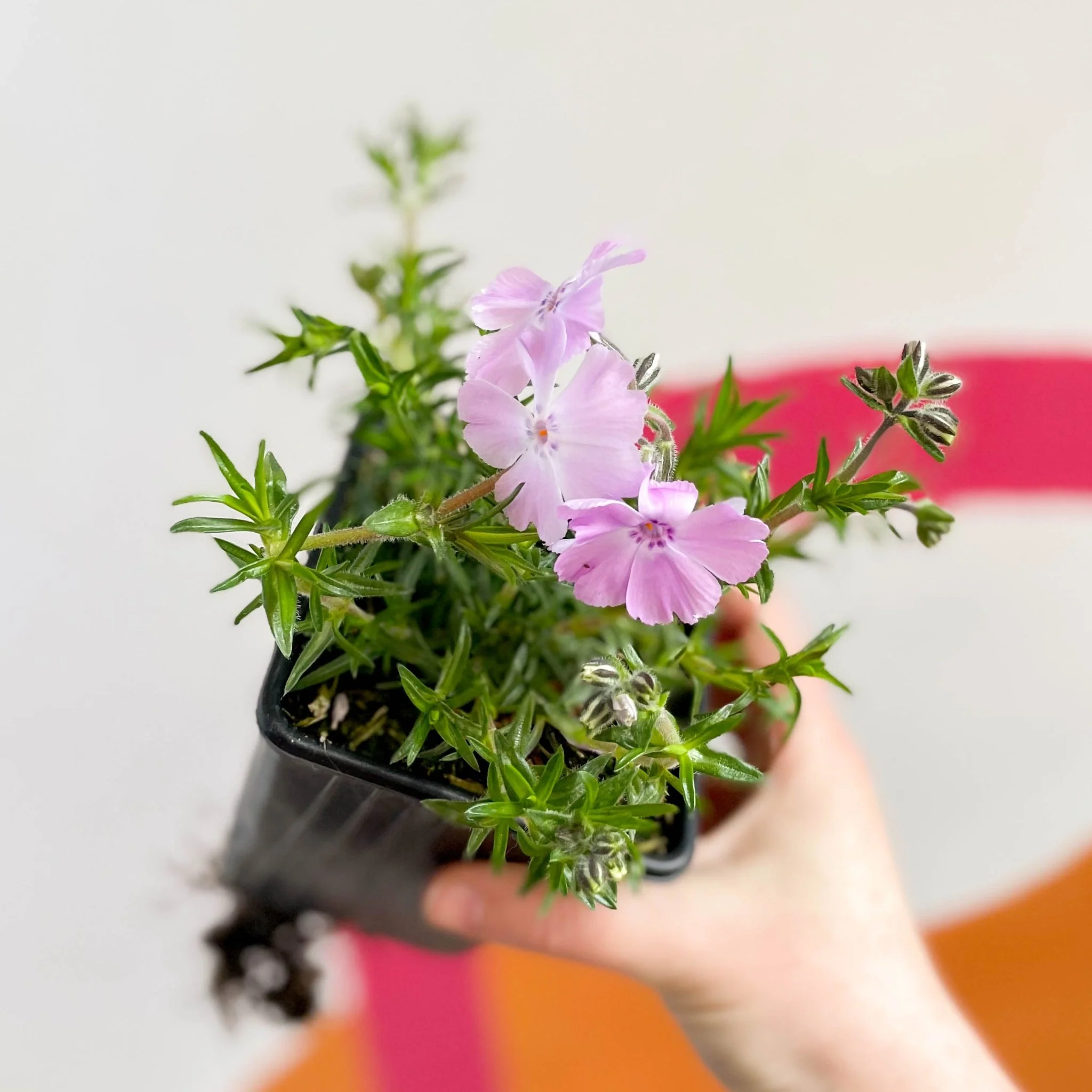 Creeping Phlox - Phlox subulata 'Phlox Trot Pink' - British Grown Evergreen Perennial Alpine
