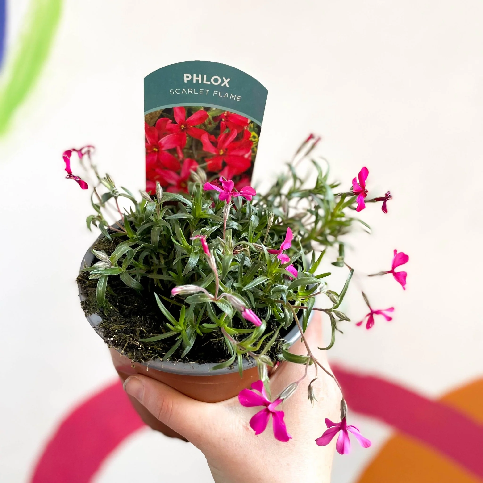 Creeping Phlox - Phlox subulata 'Scarlet Flame' - British Grown Evergreen Perennial Alpine