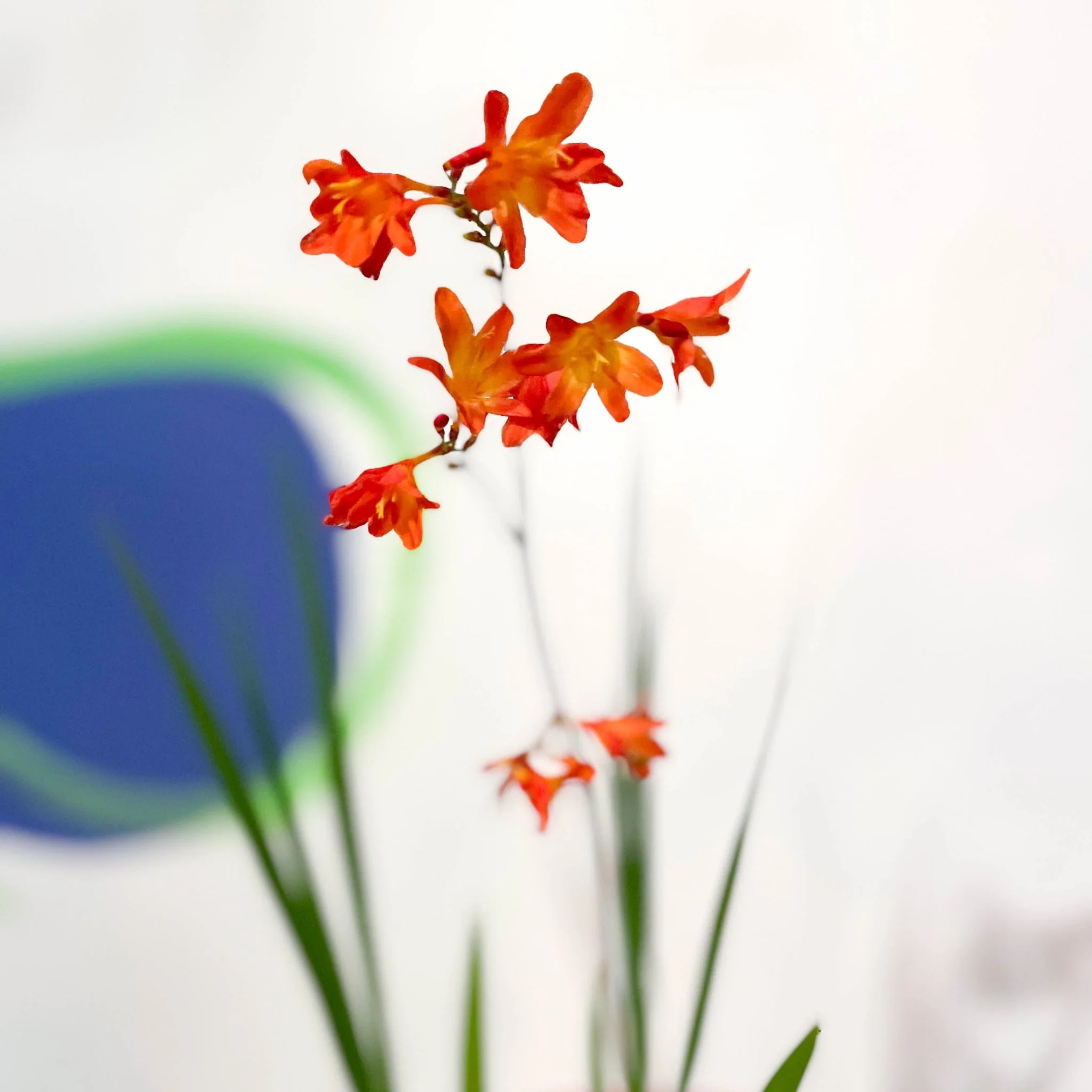 Crocosmia × crocosmiiflora 'Carmin Brilliant' - Cotswold Grown Perennial