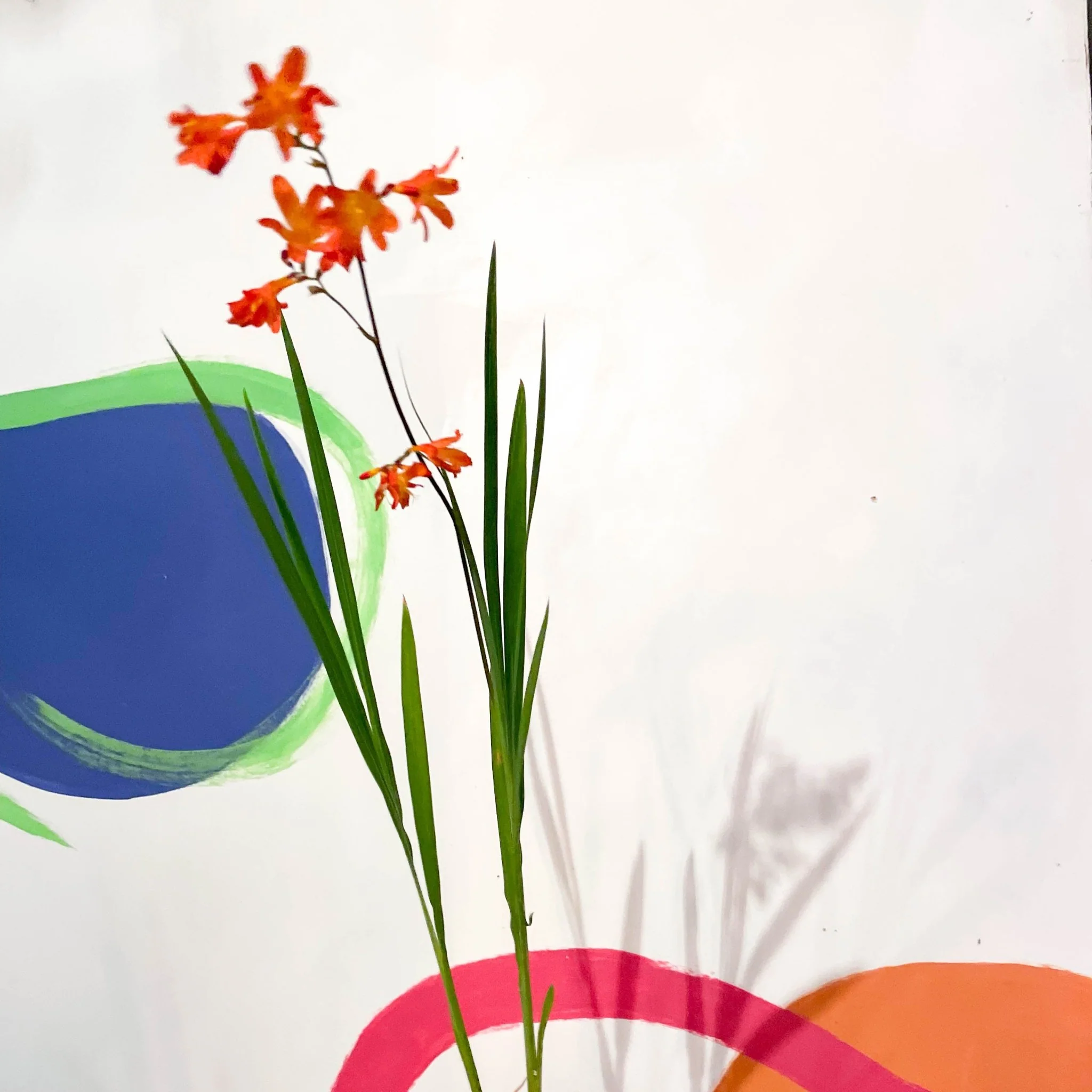 Crocosmia × crocosmiiflora 'Carmin Brilliant' - Cotswold Grown Perennial - Image 2
