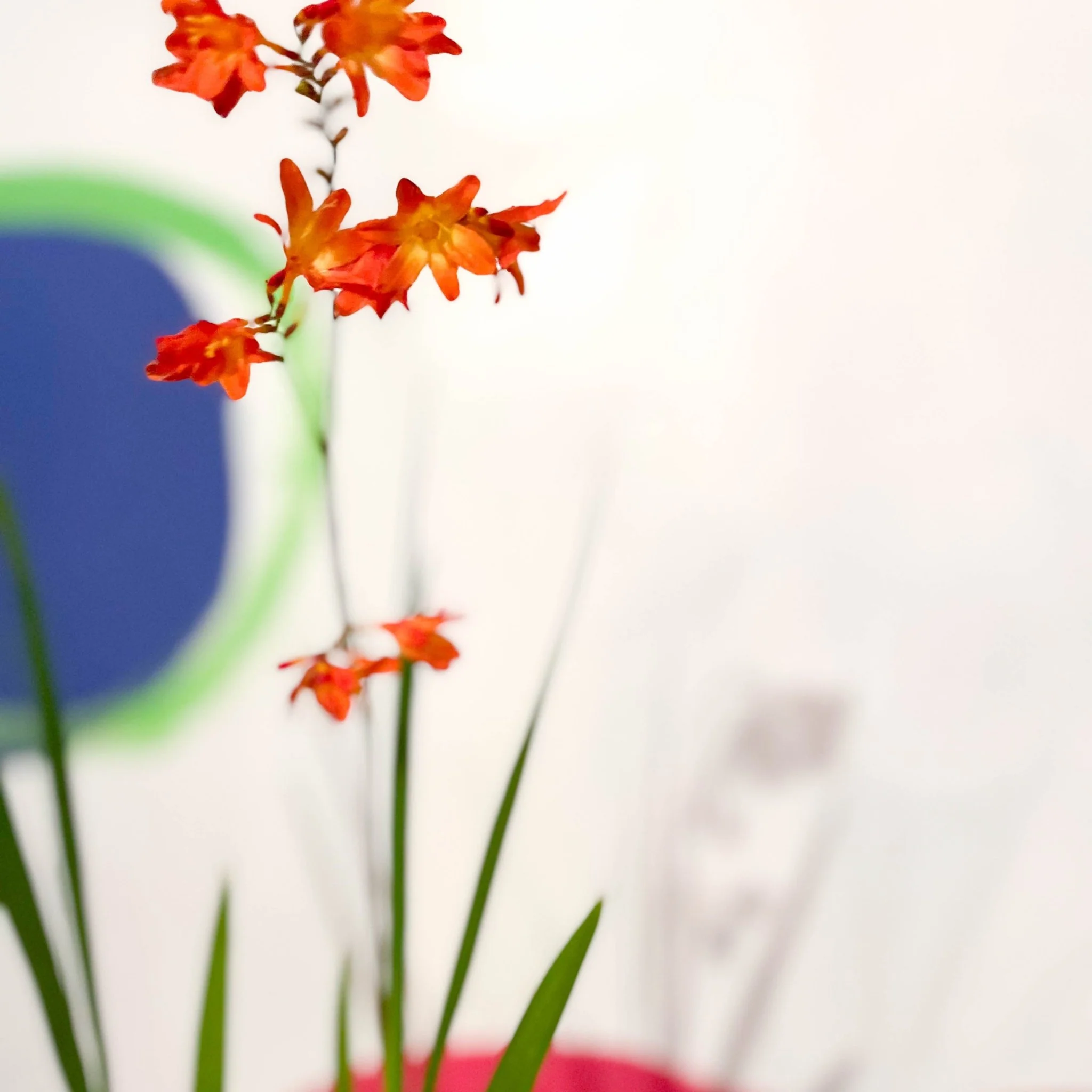 Crocosmia × crocosmiiflora 'Carmin Brilliant' - Cotswold Grown Perennial - Image 4