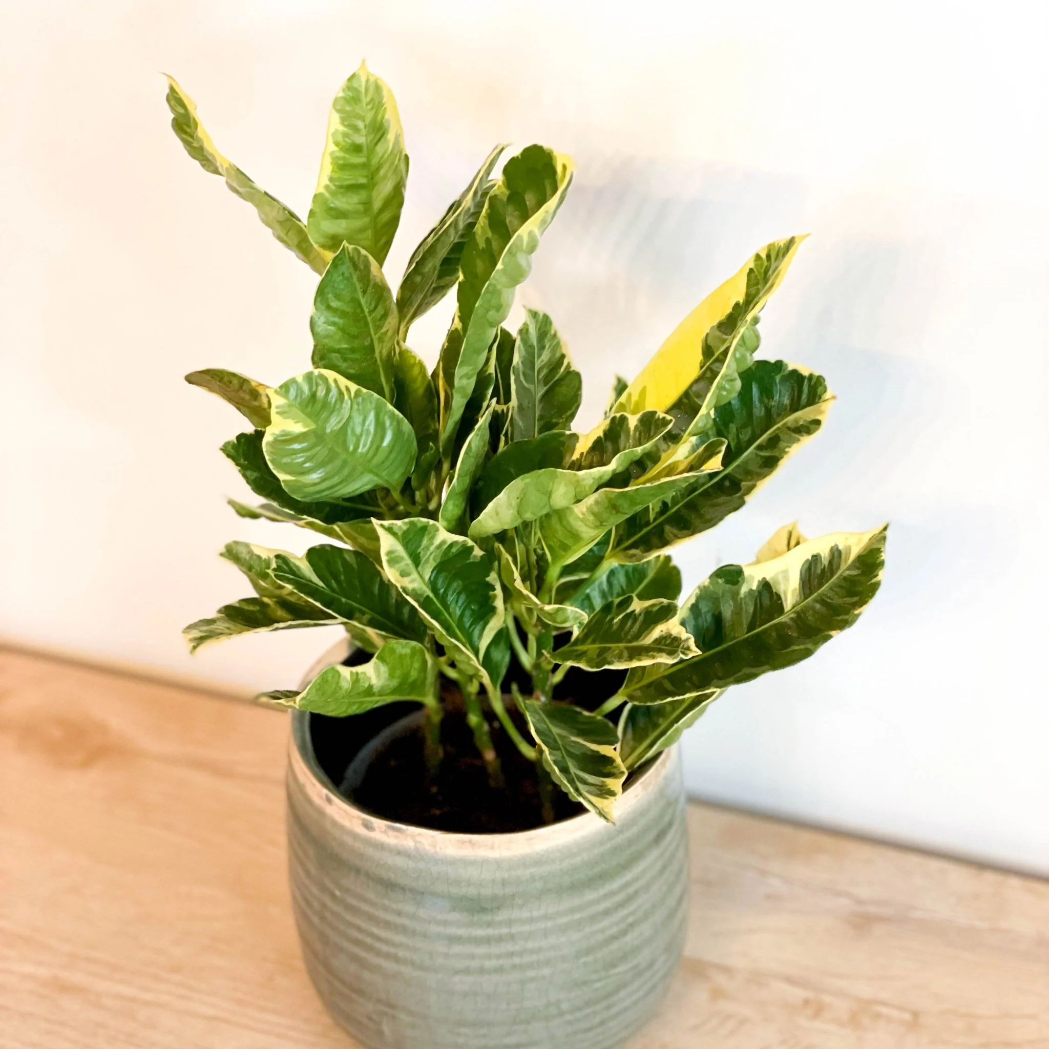 Codiaeum variegatum - Lucky Dip Croton - Image 2