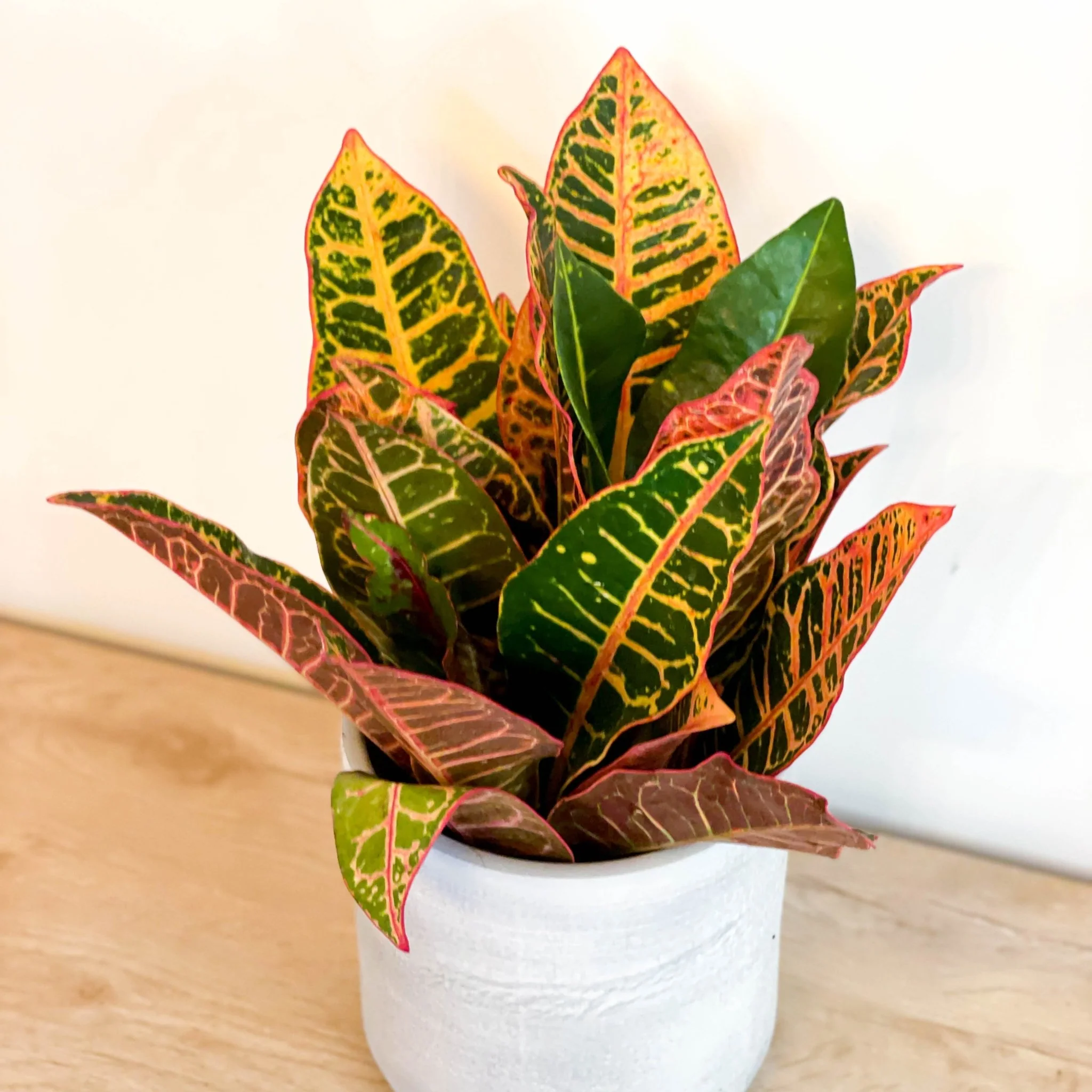 Codiaeum variegatum - Lucky Dip Croton - Image 3