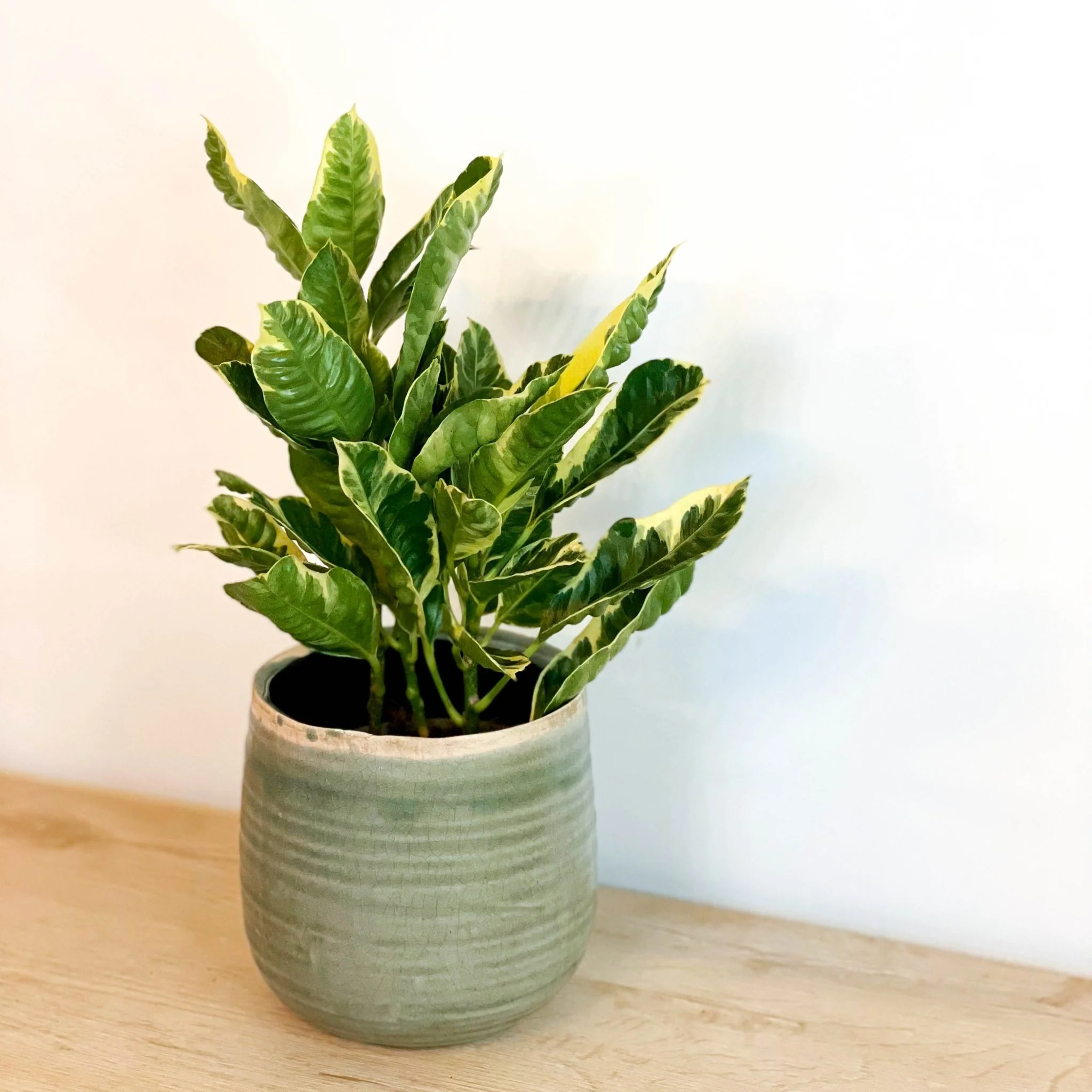 Codiaeum variegatum - Lucky Dip Croton - Image 4