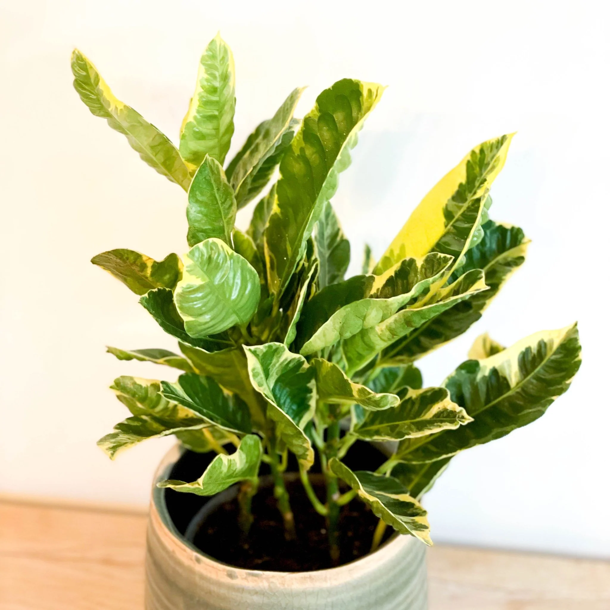 Codiaeum variegatum - Lucky Dip Croton - Image 5