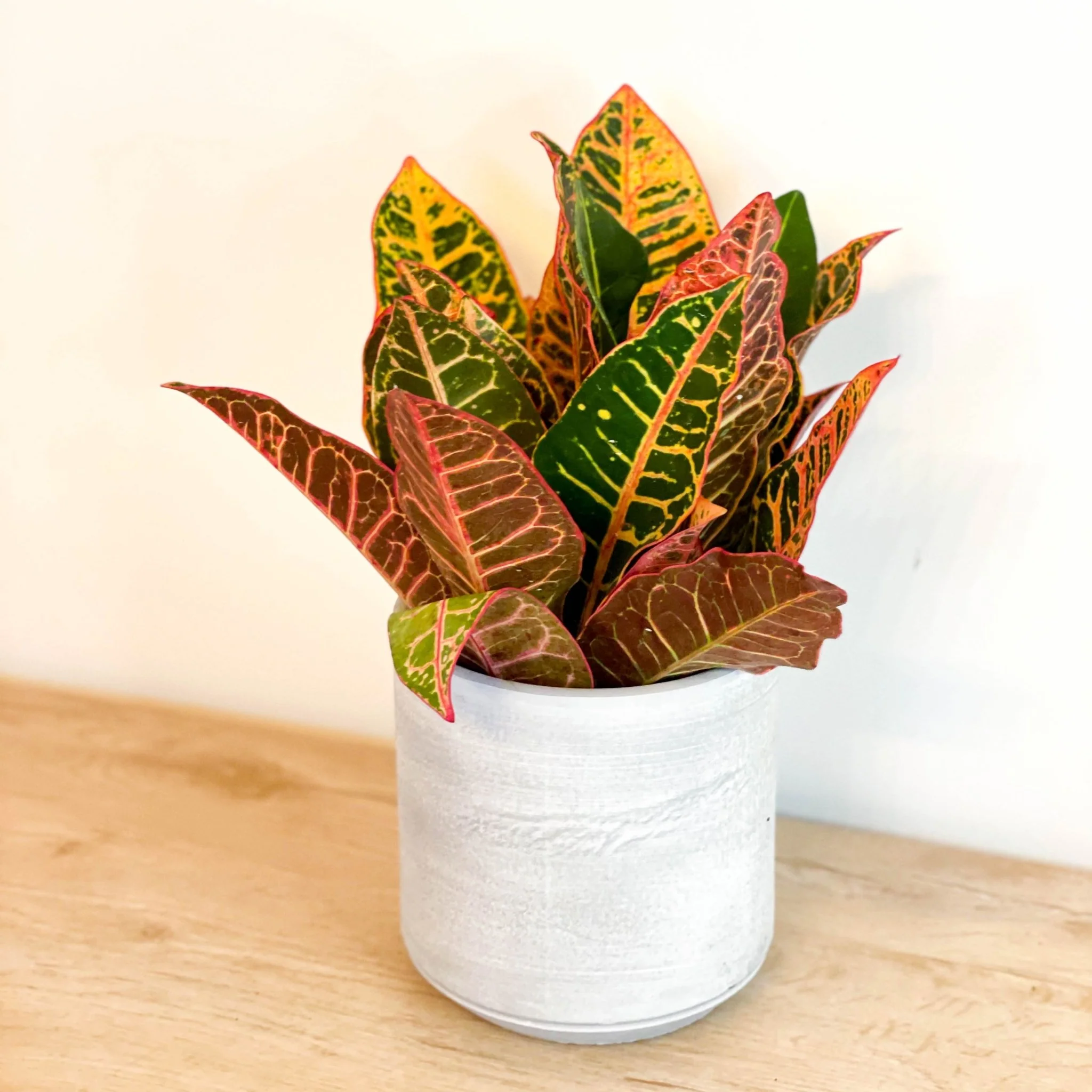 Codiaeum variegatum - Lucky Dip Croton - Image 6