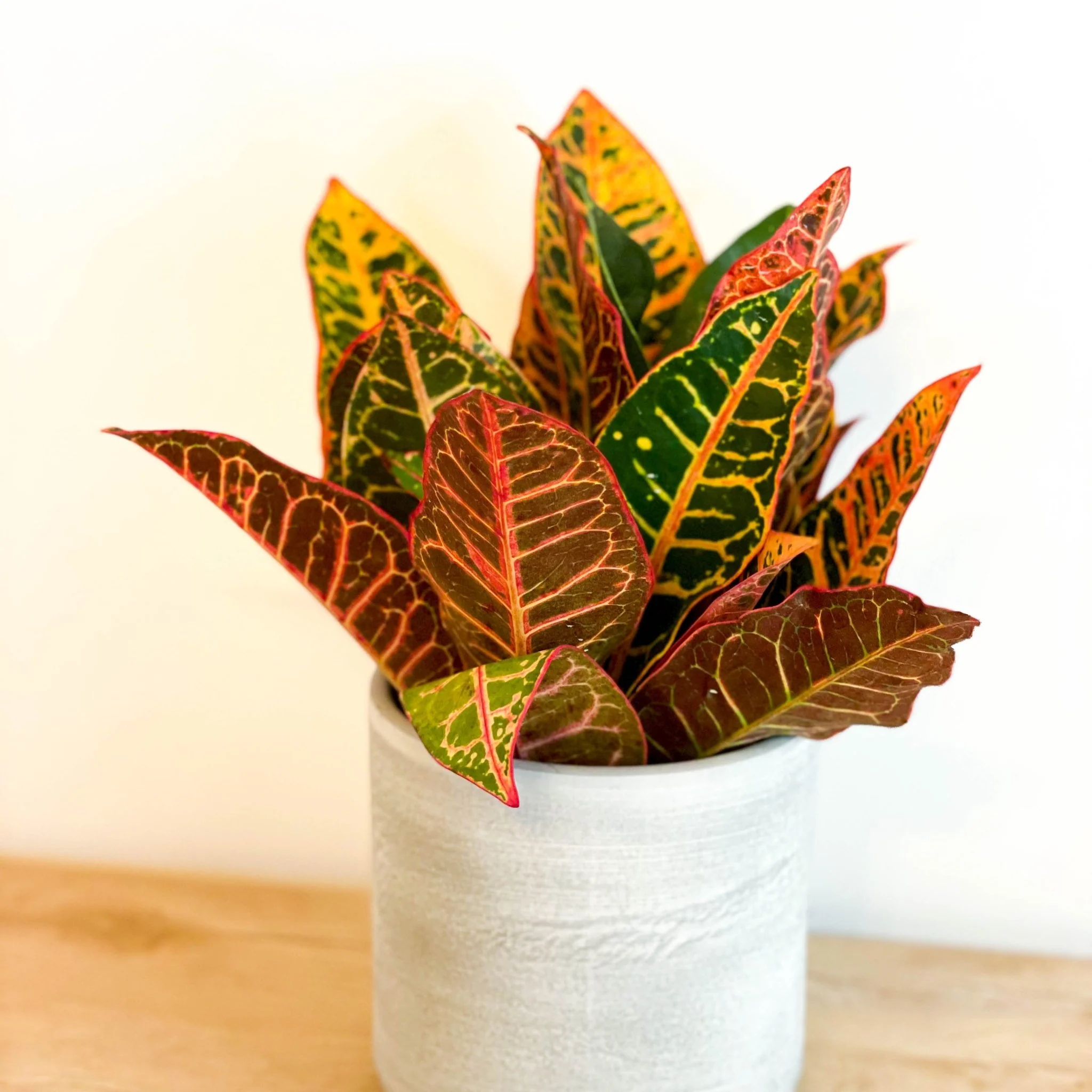 Codiaeum variegatum - Lucky Dip Croton - Image 7