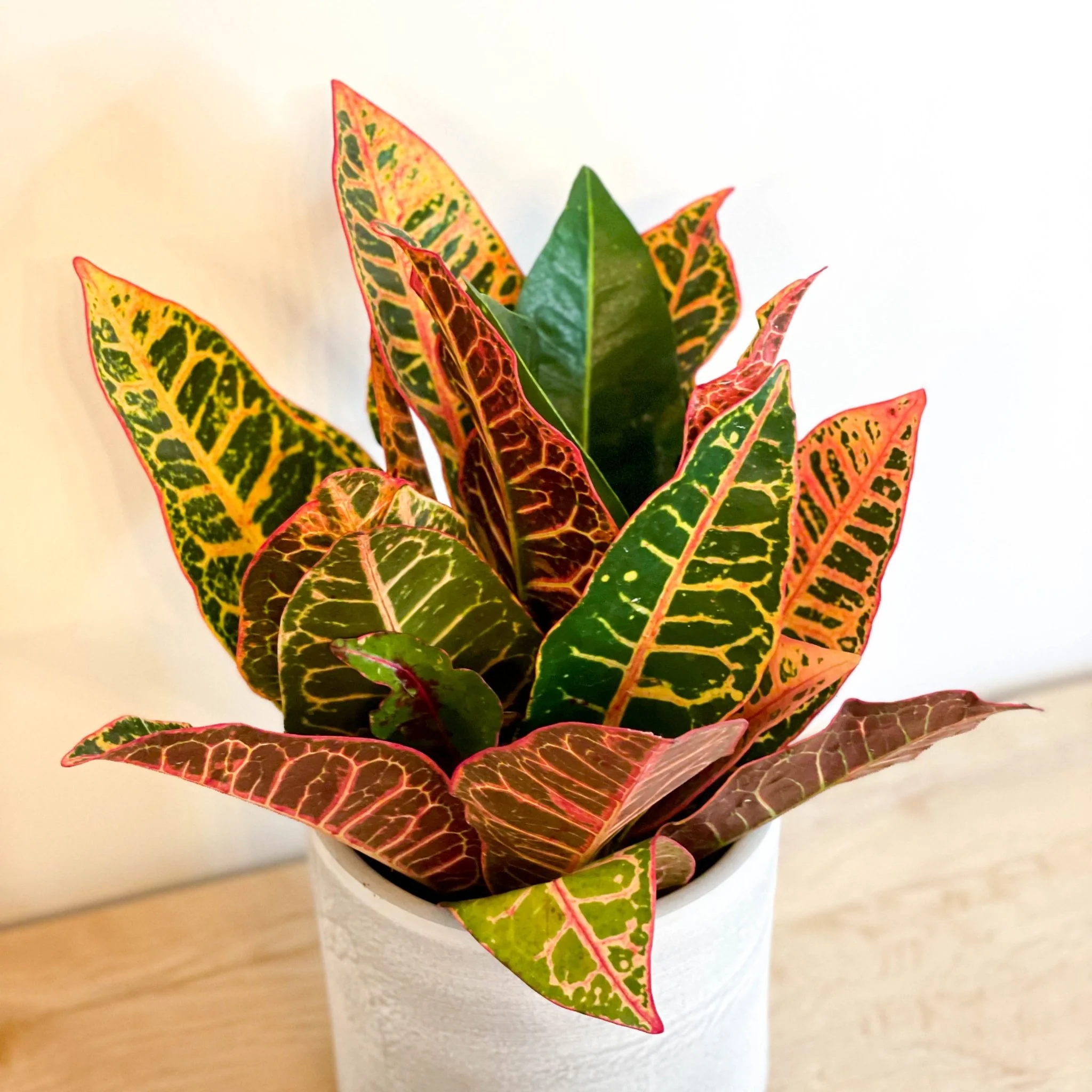 Codiaeum variegatum - Lucky Dip Croton - Image 8