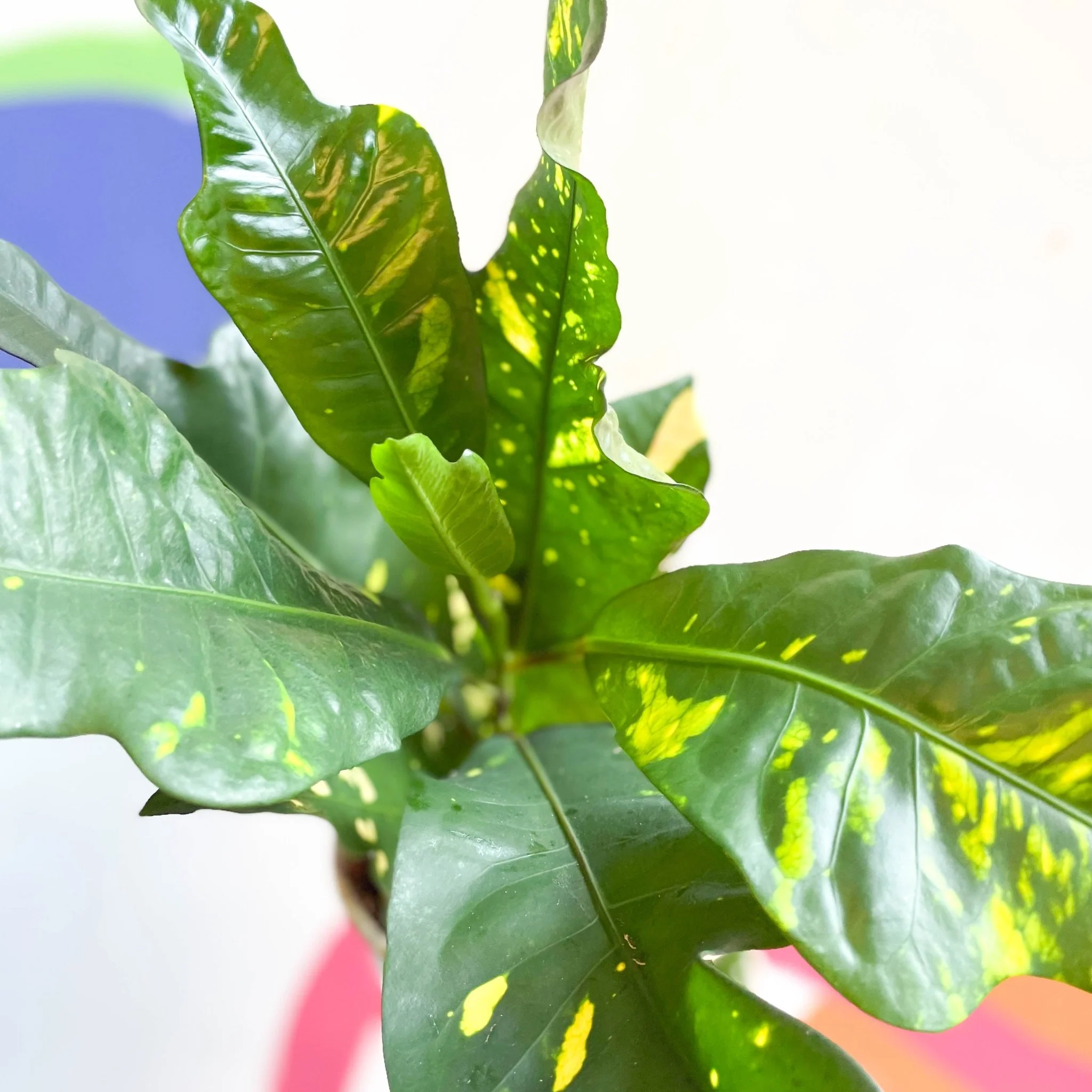 Croton - Codiaeum variegatum var. pictum 'Magnificent'
