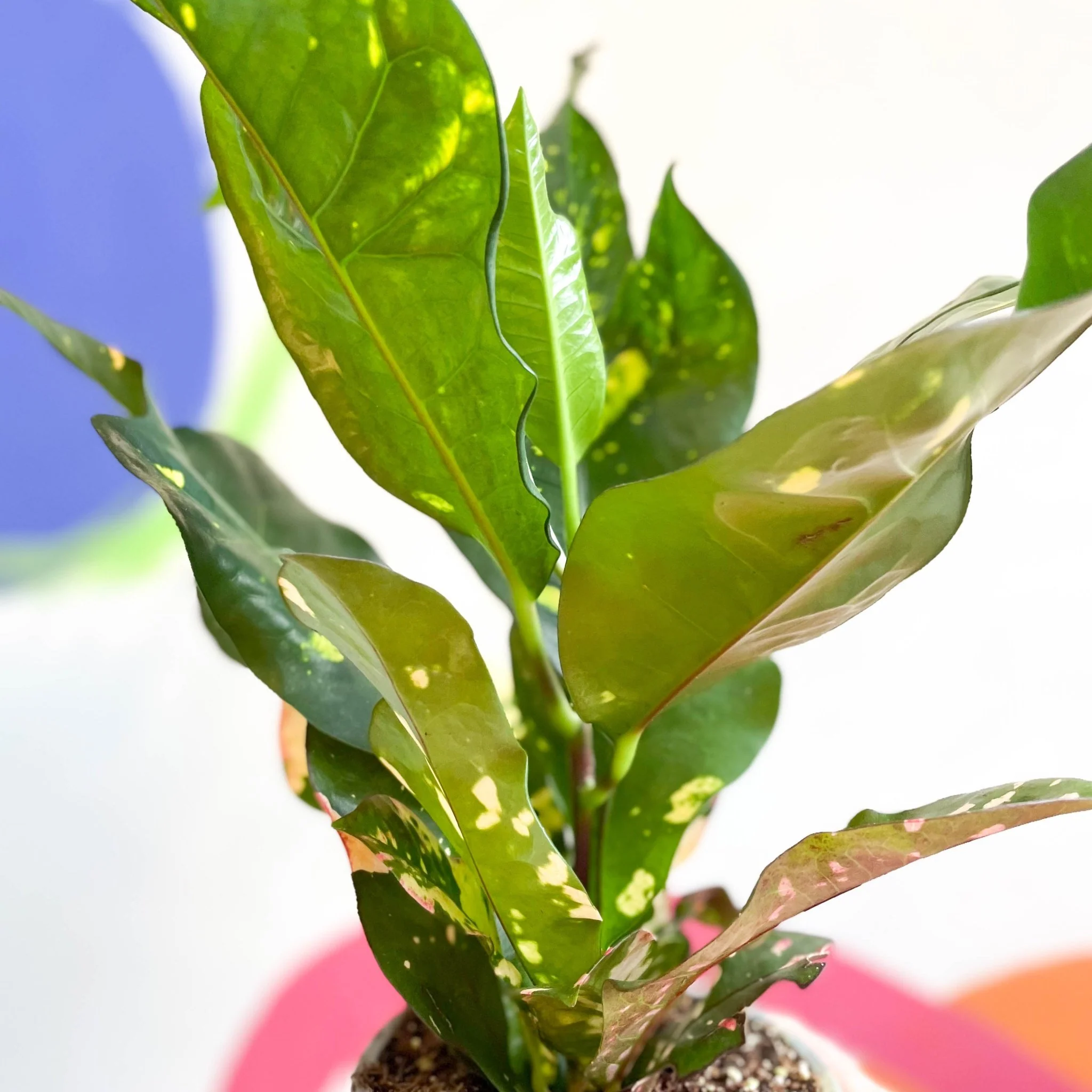 Croton - Codiaeum variegatum var. pictum 'Magnificent' - Image 3