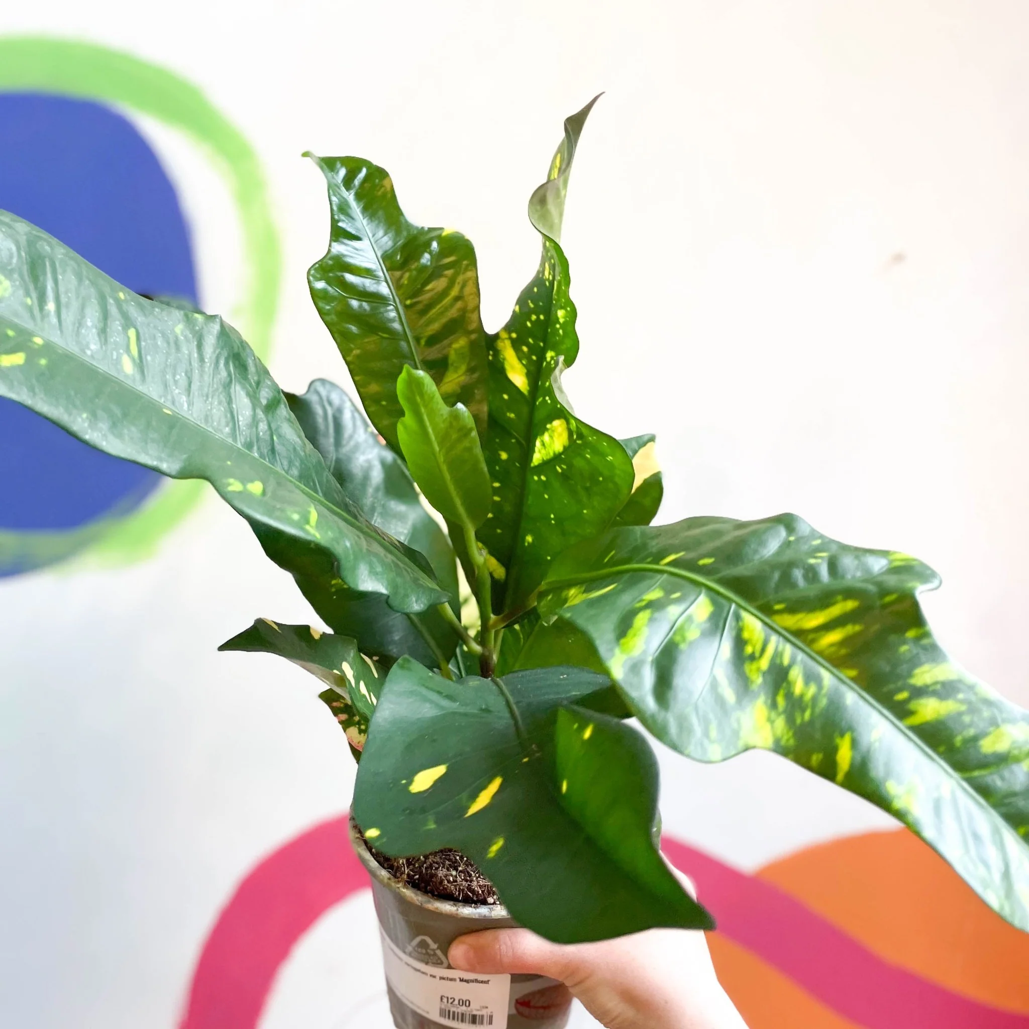 Croton - Codiaeum variegatum var. pictum 'Magnificent' - Image 4