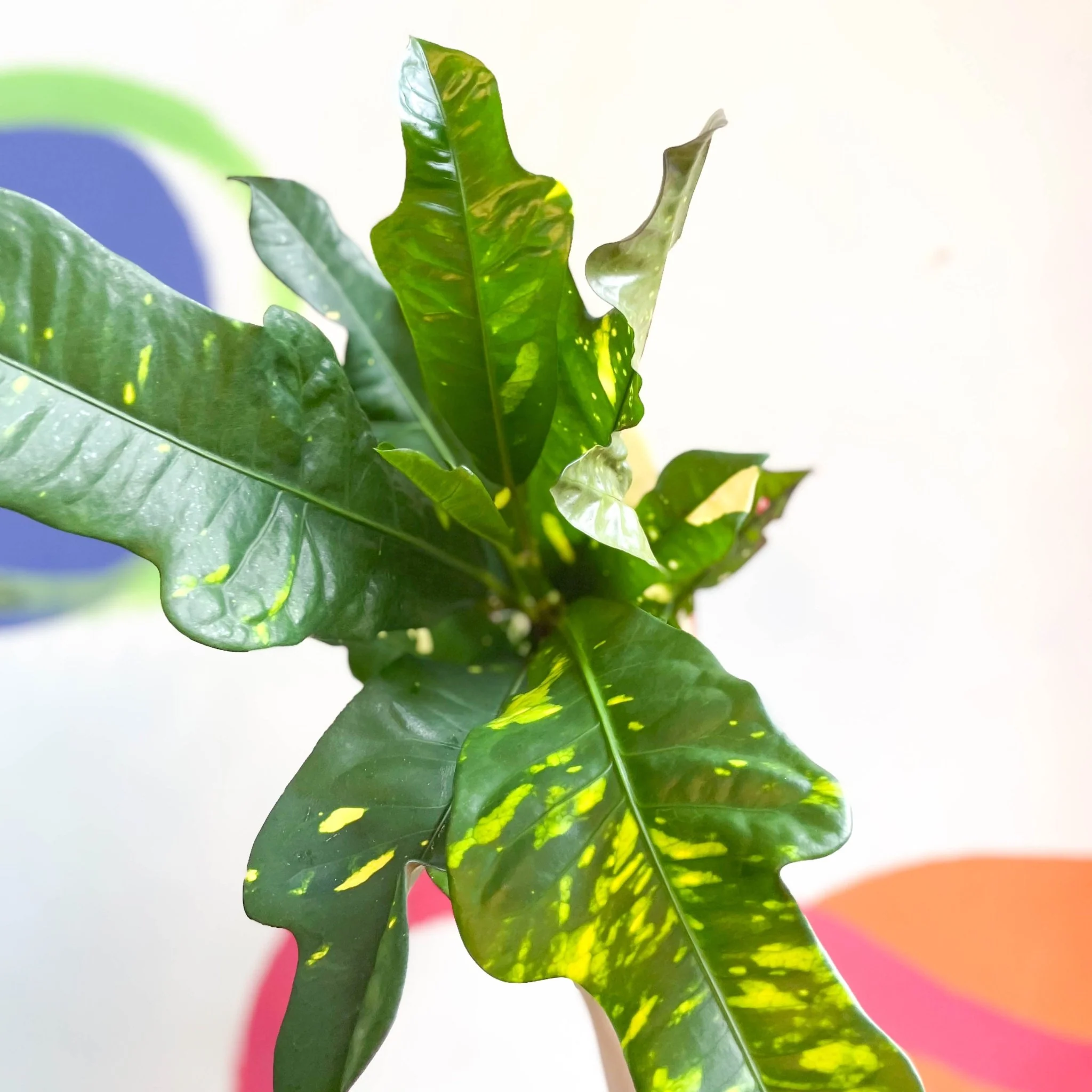 Croton - Codiaeum variegatum var. pictum 'Magnificent' - Image 5