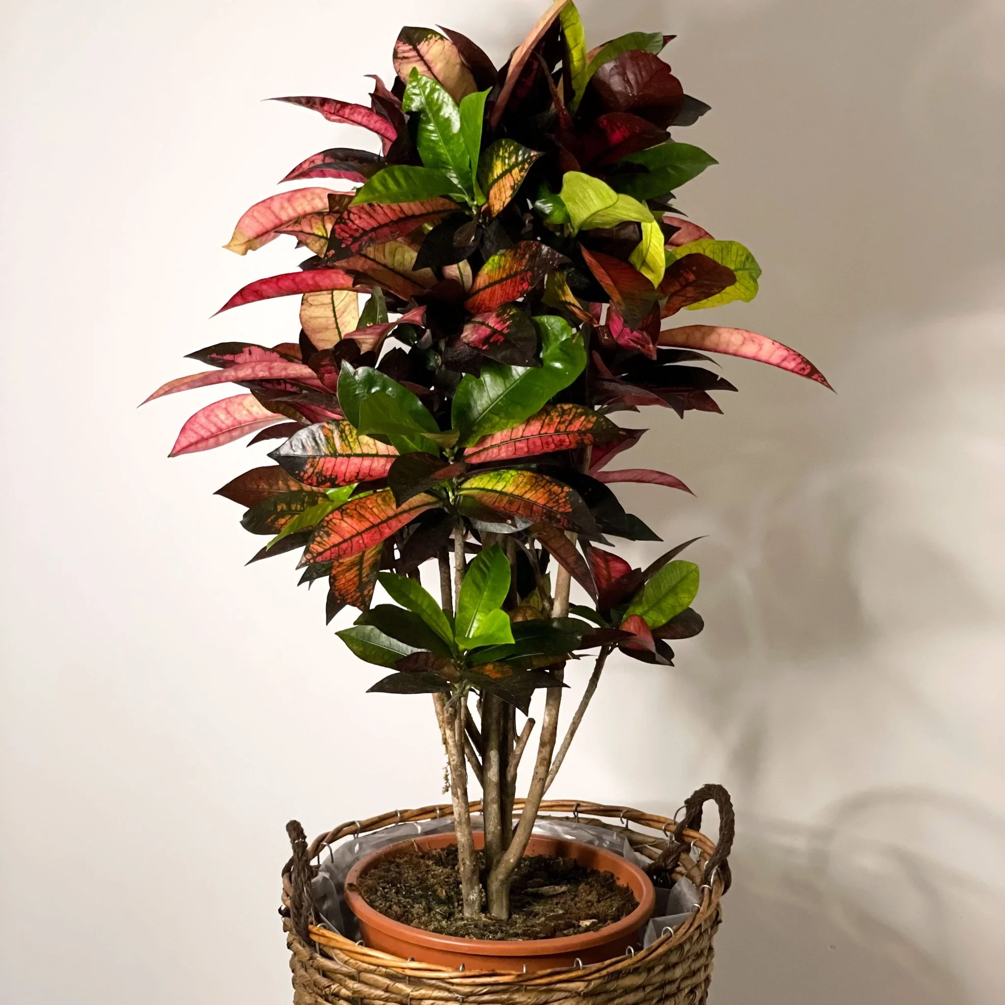 Codiaeum variegatum ‘Mrs Iceton’ – Croton