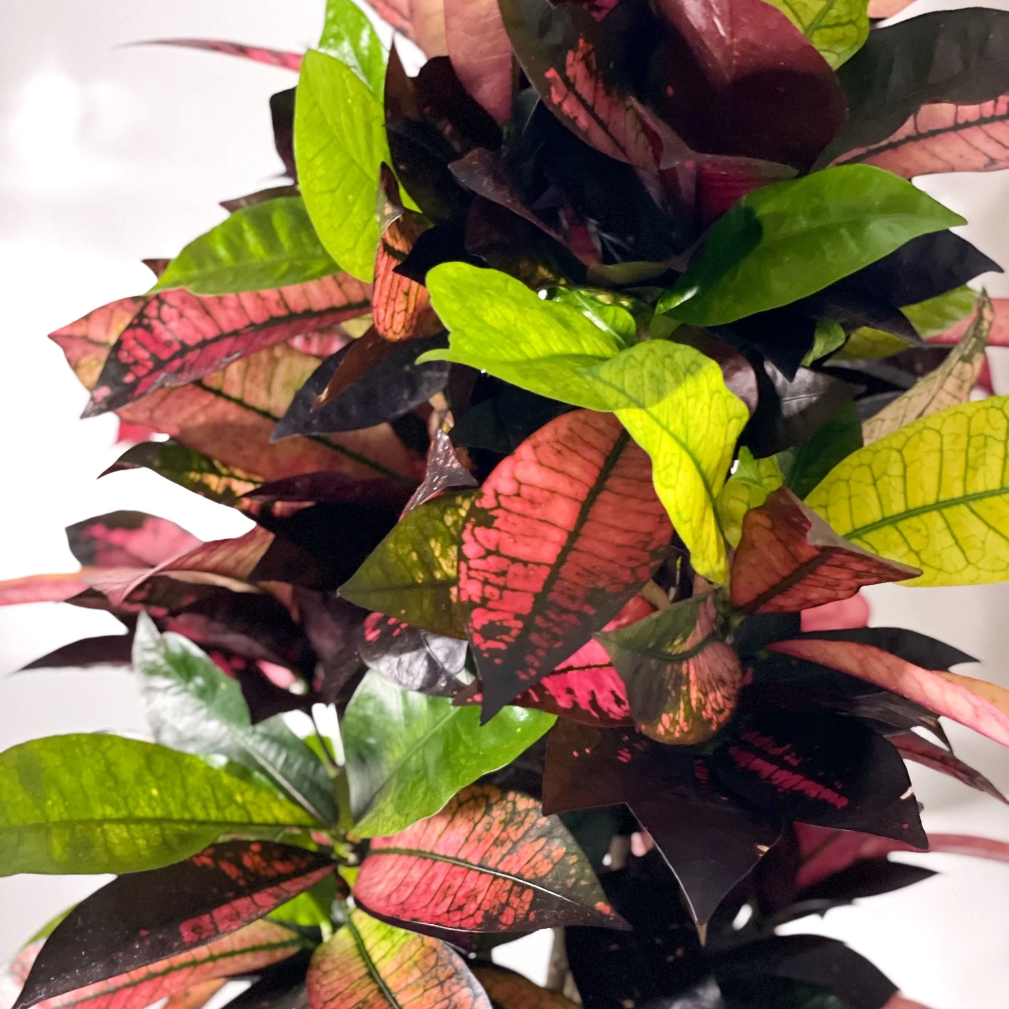 Codiaeum variegatum ‘Mrs Iceton’ – Croton - Image 2
