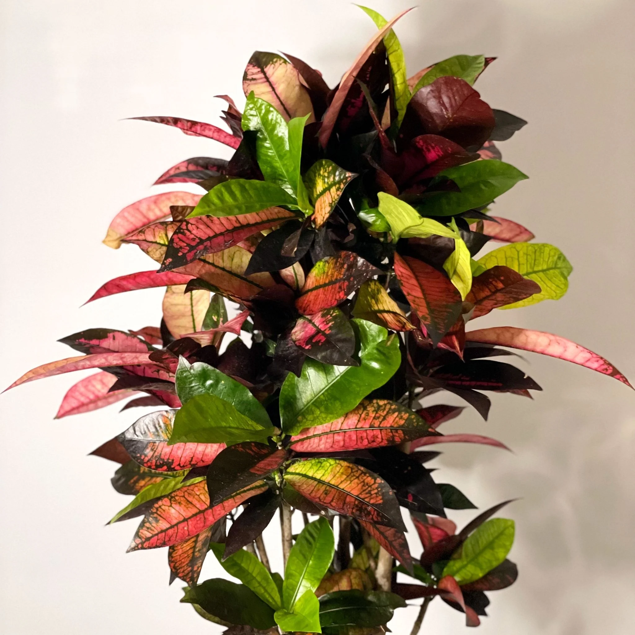 Codiaeum variegatum ‘Mrs Iceton’ – Croton - Image 3