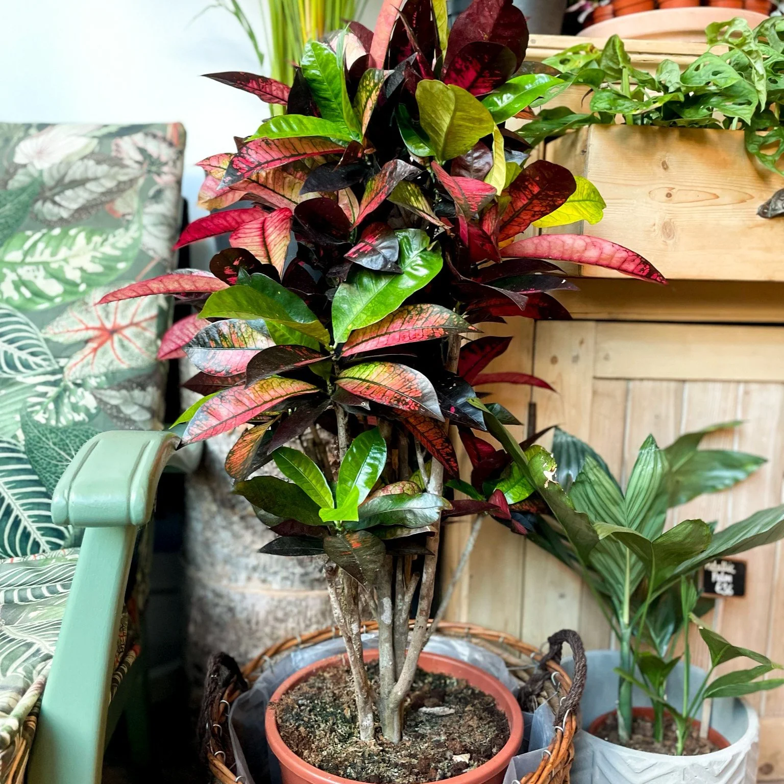 Codiaeum variegatum ‘Mrs Iceton’ – Croton - Image 4