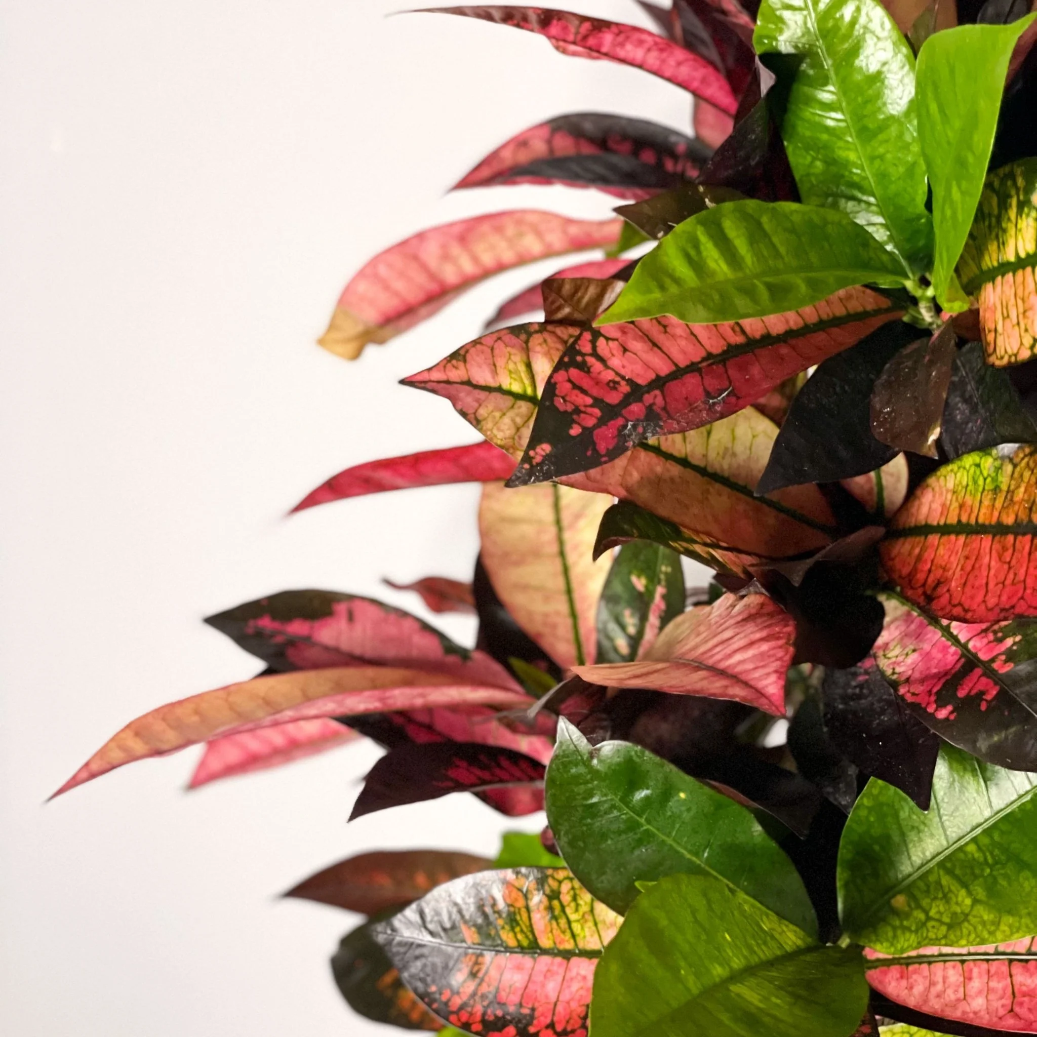 Codiaeum variegatum ‘Mrs Iceton’ – Croton - Image 5