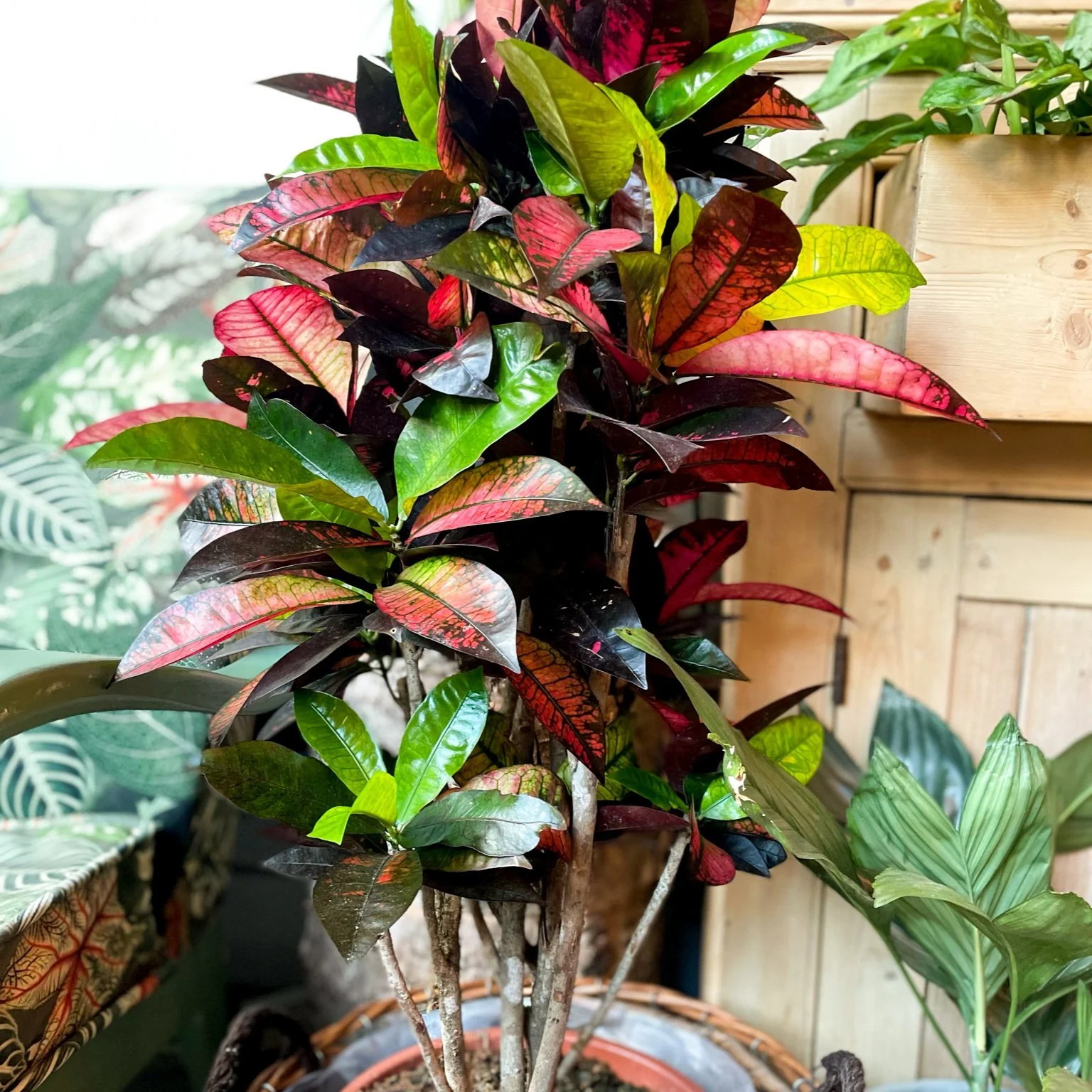 Codiaeum variegatum ‘Mrs Iceton’ – Croton - Image 6