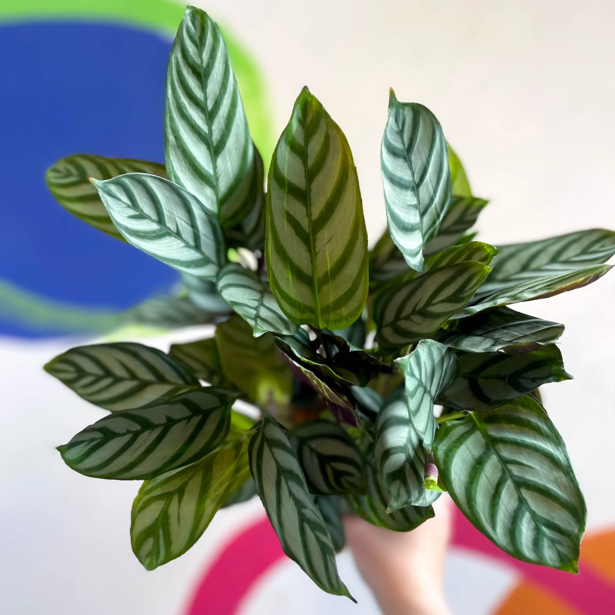 Ctenanthe 'Compact Star' - Never Never Plant - Image 3