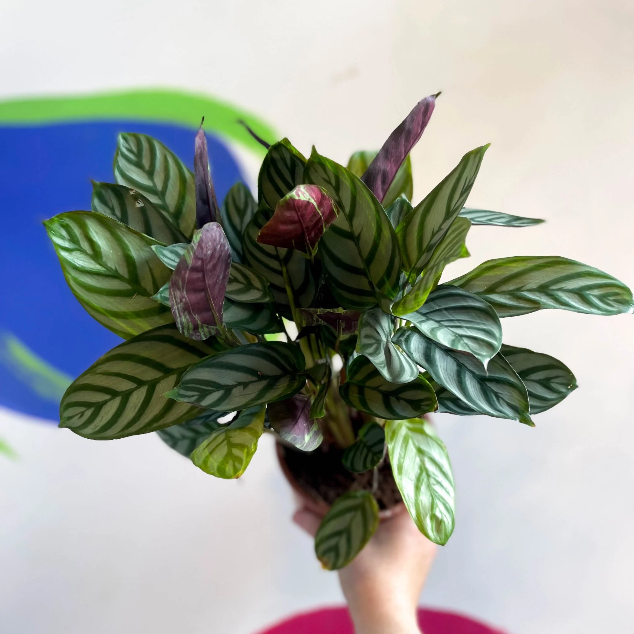 Ctenanthe 'Compact Star' - Never Never Plant - Image 5