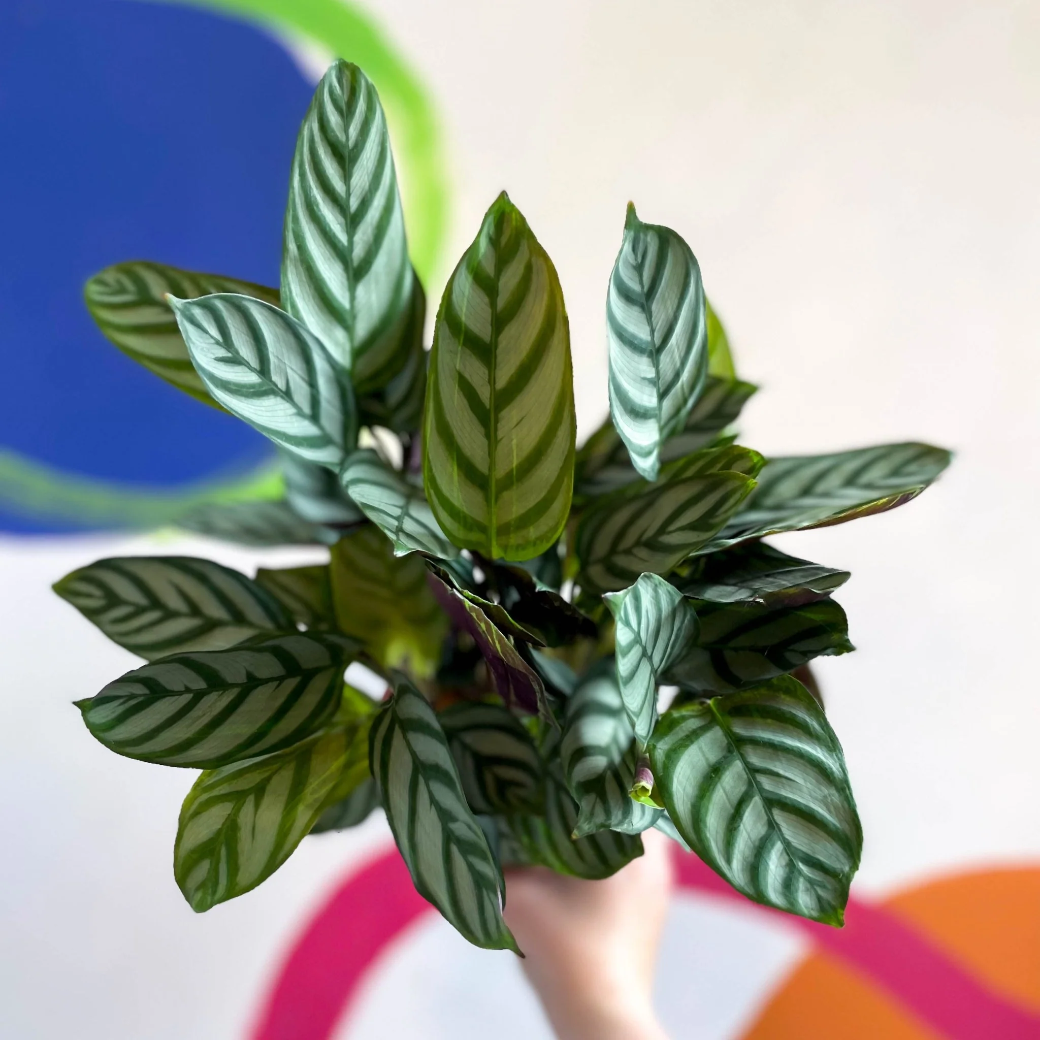 Ctenanthe 'Compact Star' - Never Never Plant - Image 9