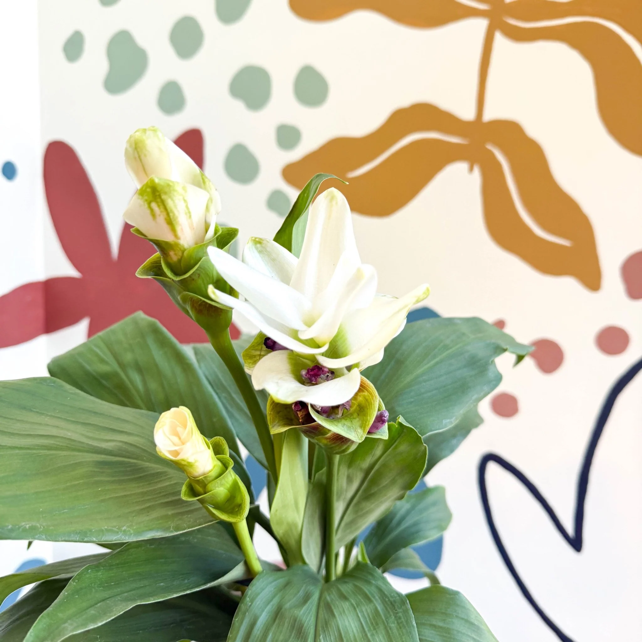 Curcuma – Hidden Ginger / Siam Tulip - Image 10