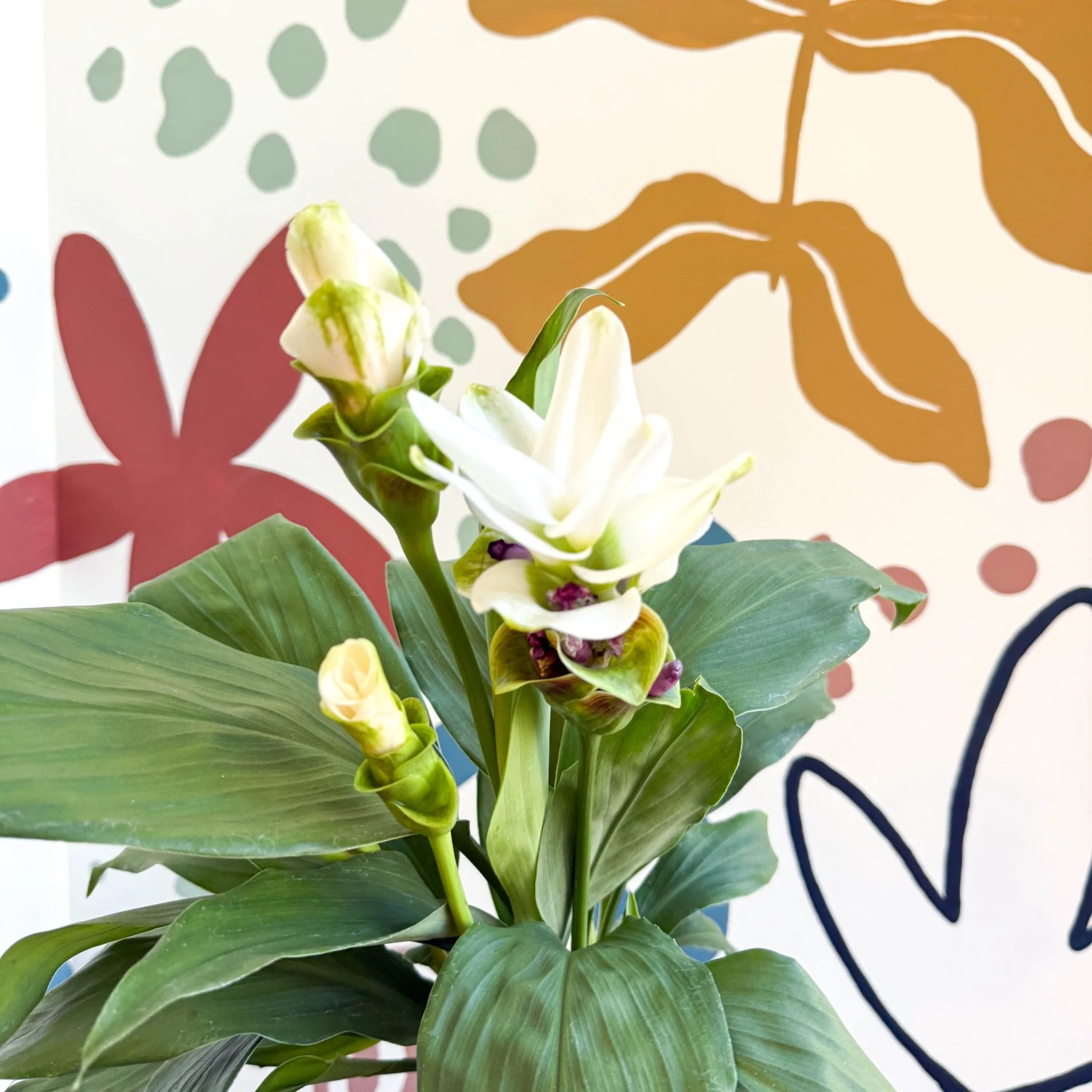 Curcuma – Hidden Ginger / Siam Tulip - Image 11