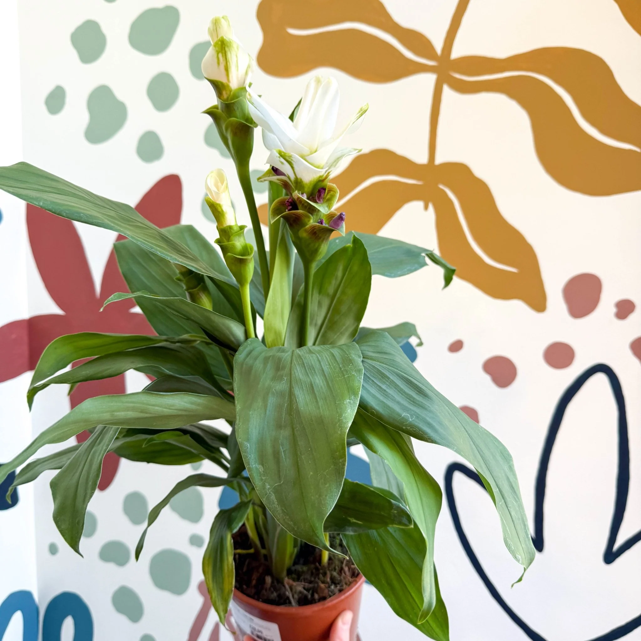 Curcuma – Hidden Ginger / Siam Tulip - Image 12