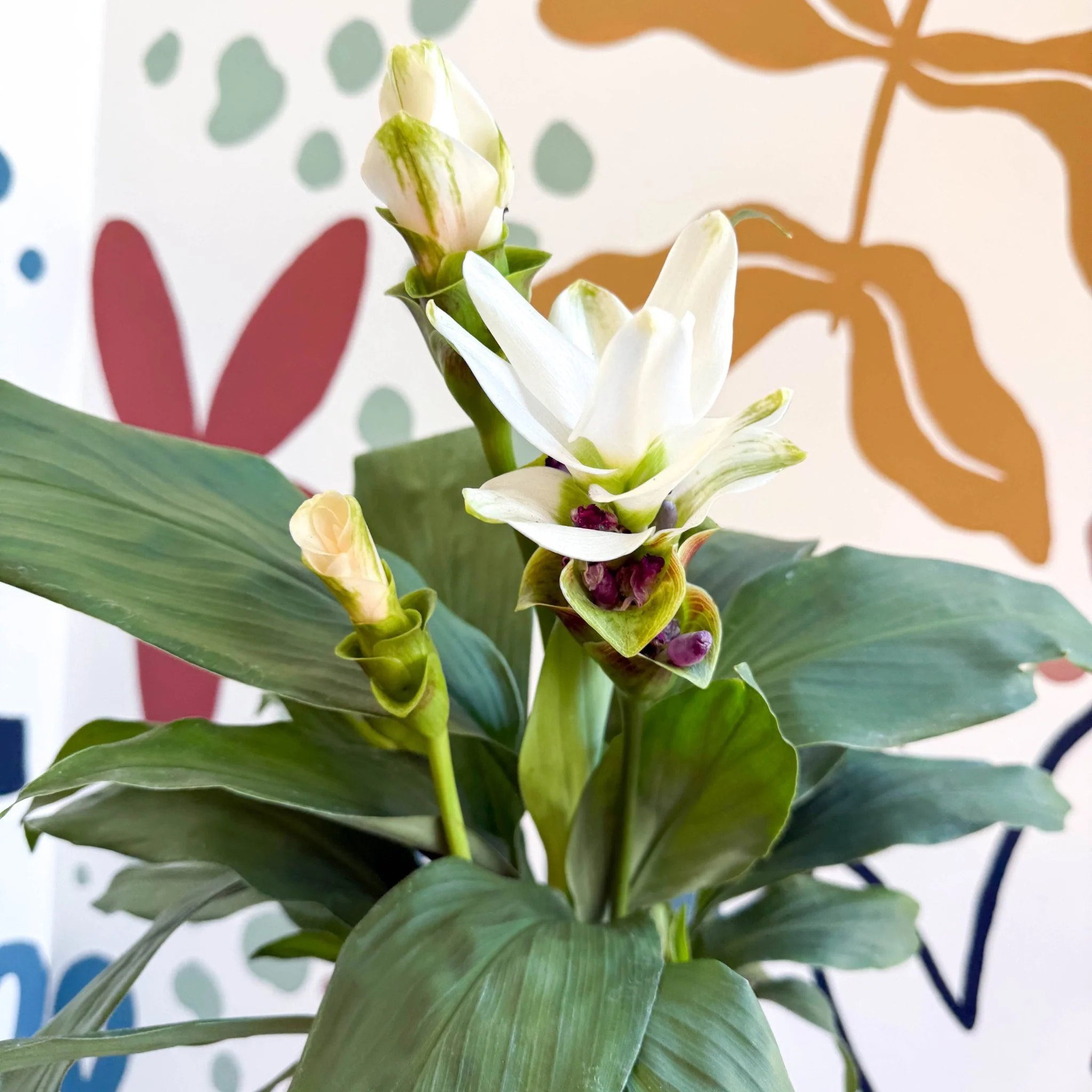 Curcuma – Hidden Ginger / Siam Tulip - Image 13