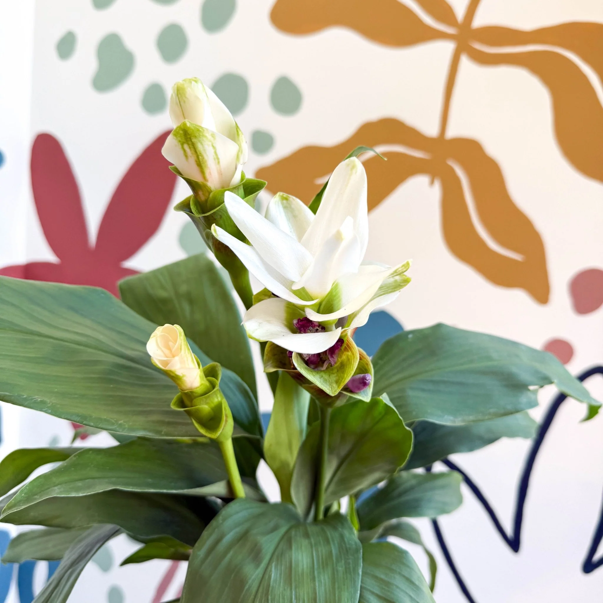 Curcuma – Hidden Ginger / Siam Tulip - Image 14