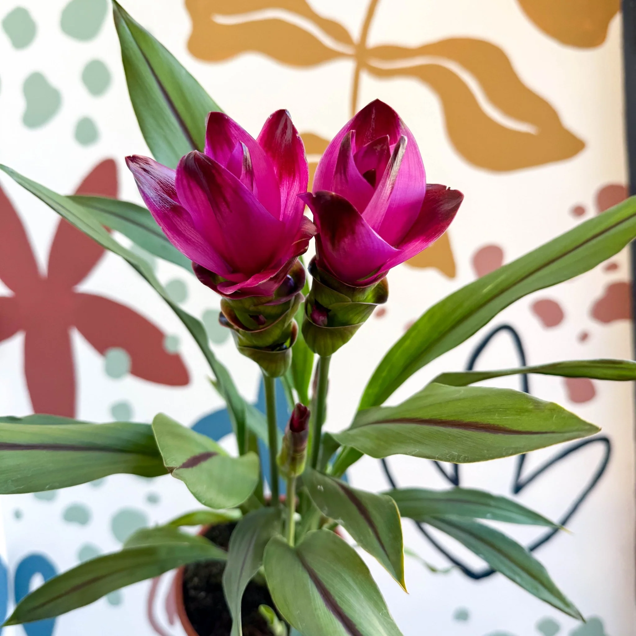 Curcuma – Hidden Ginger / Siam Tulip - Image 15