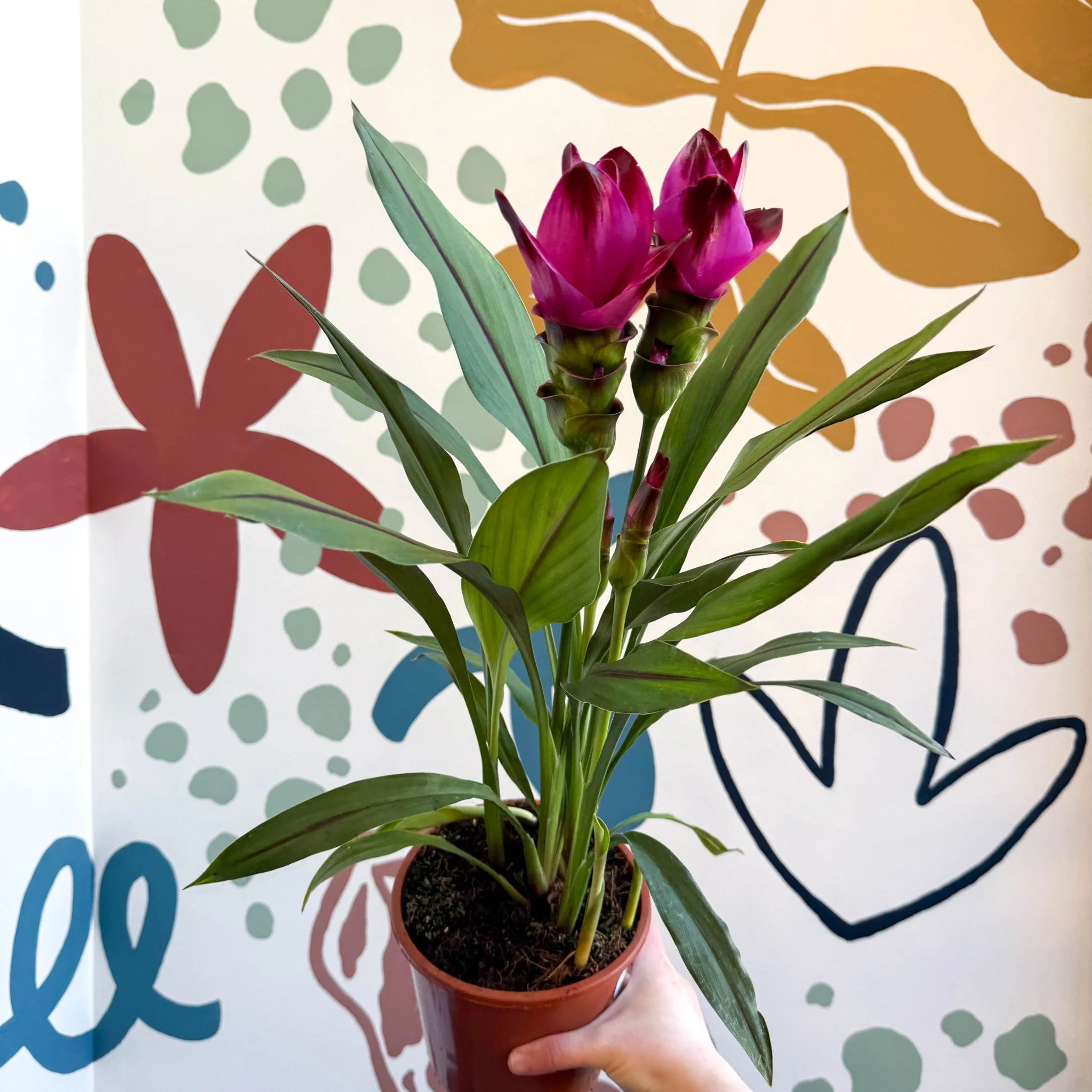Curcuma – Hidden Ginger / Siam Tulip - Image 17