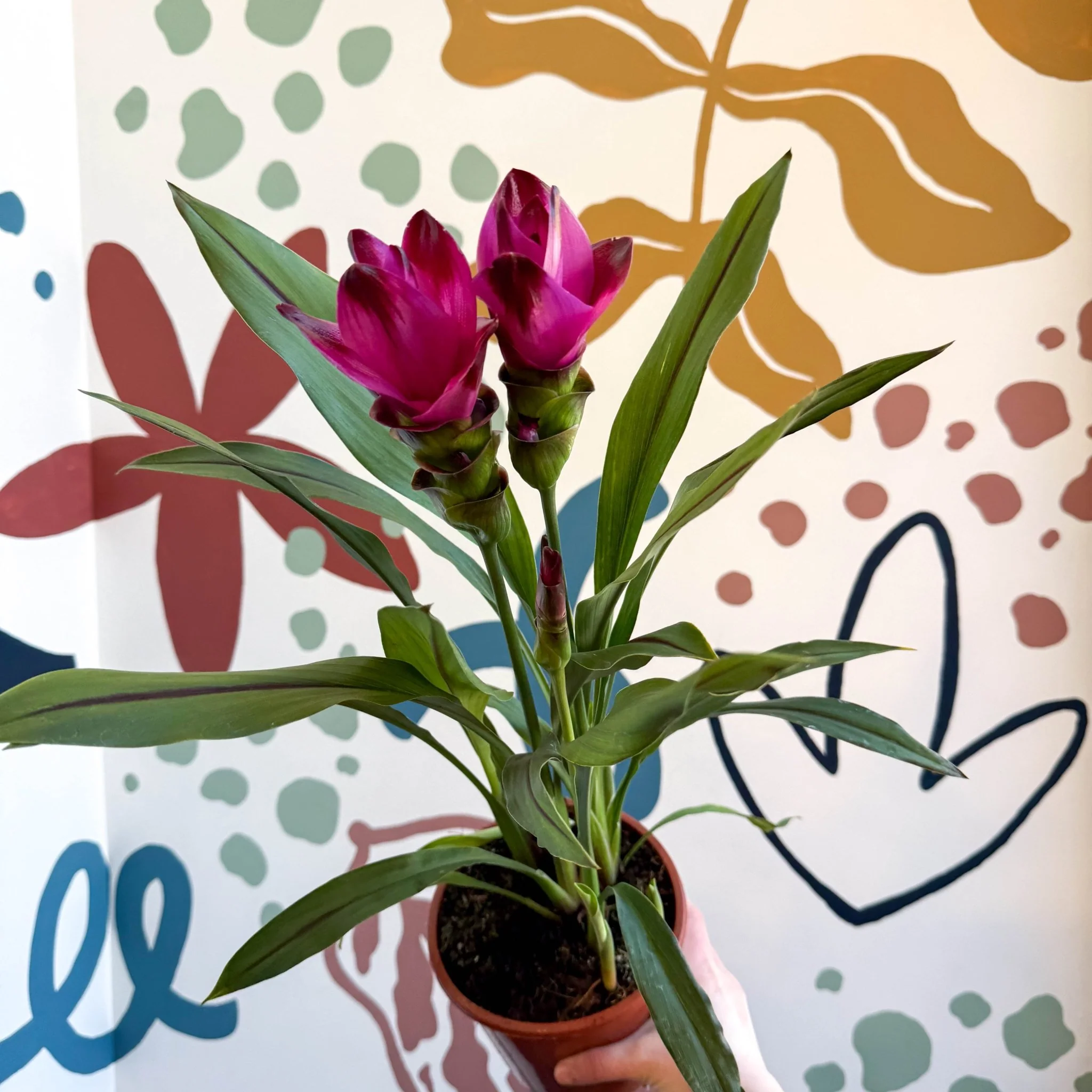 Curcuma – Hidden Ginger / Siam Tulip - Image 18
