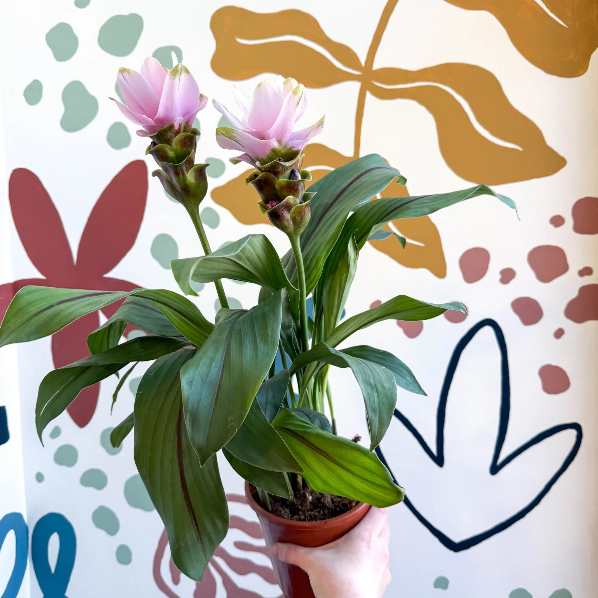 Curcuma – Hidden Ginger / Siam Tulip - Image 19
