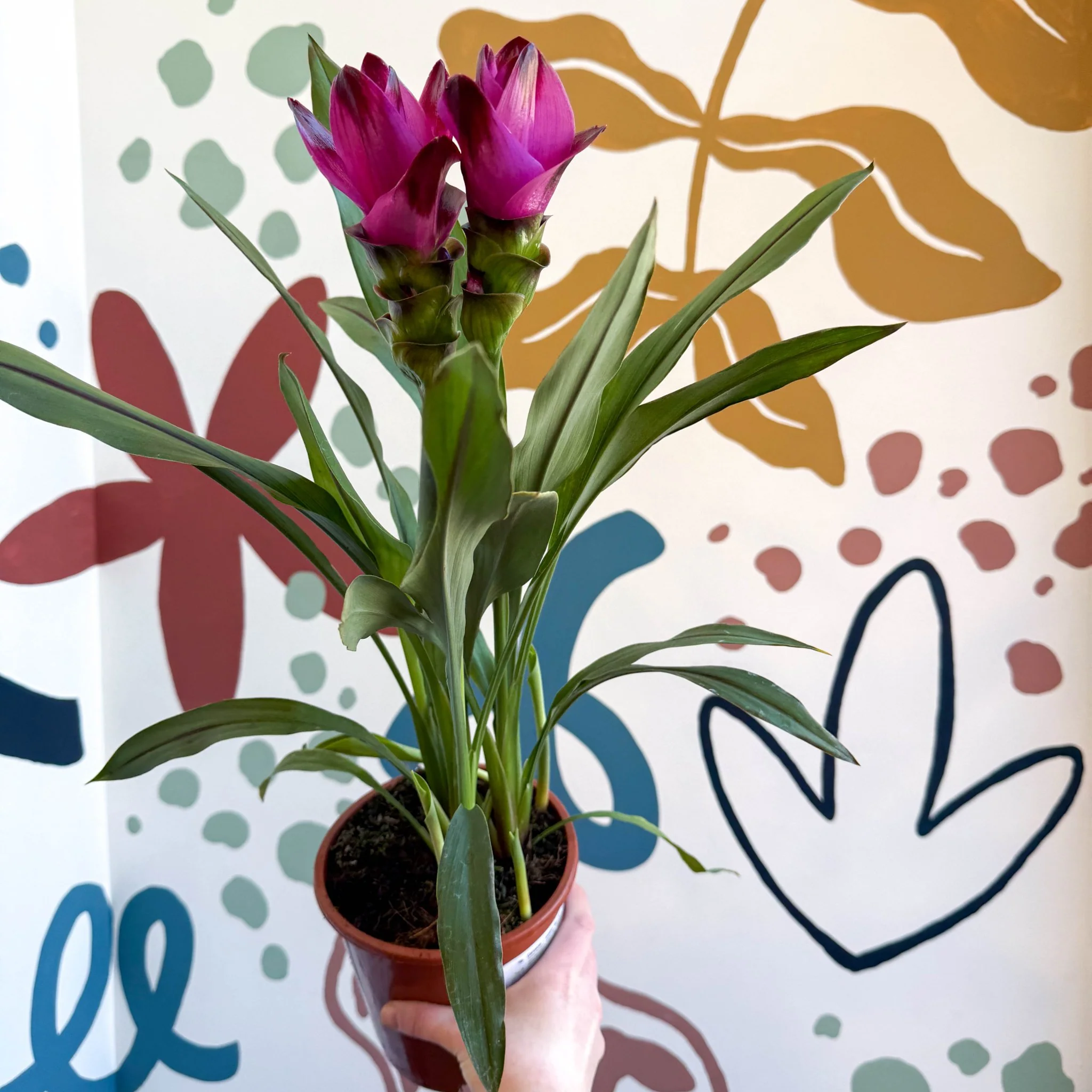 Curcuma – Hidden Ginger / Siam Tulip - Image 2