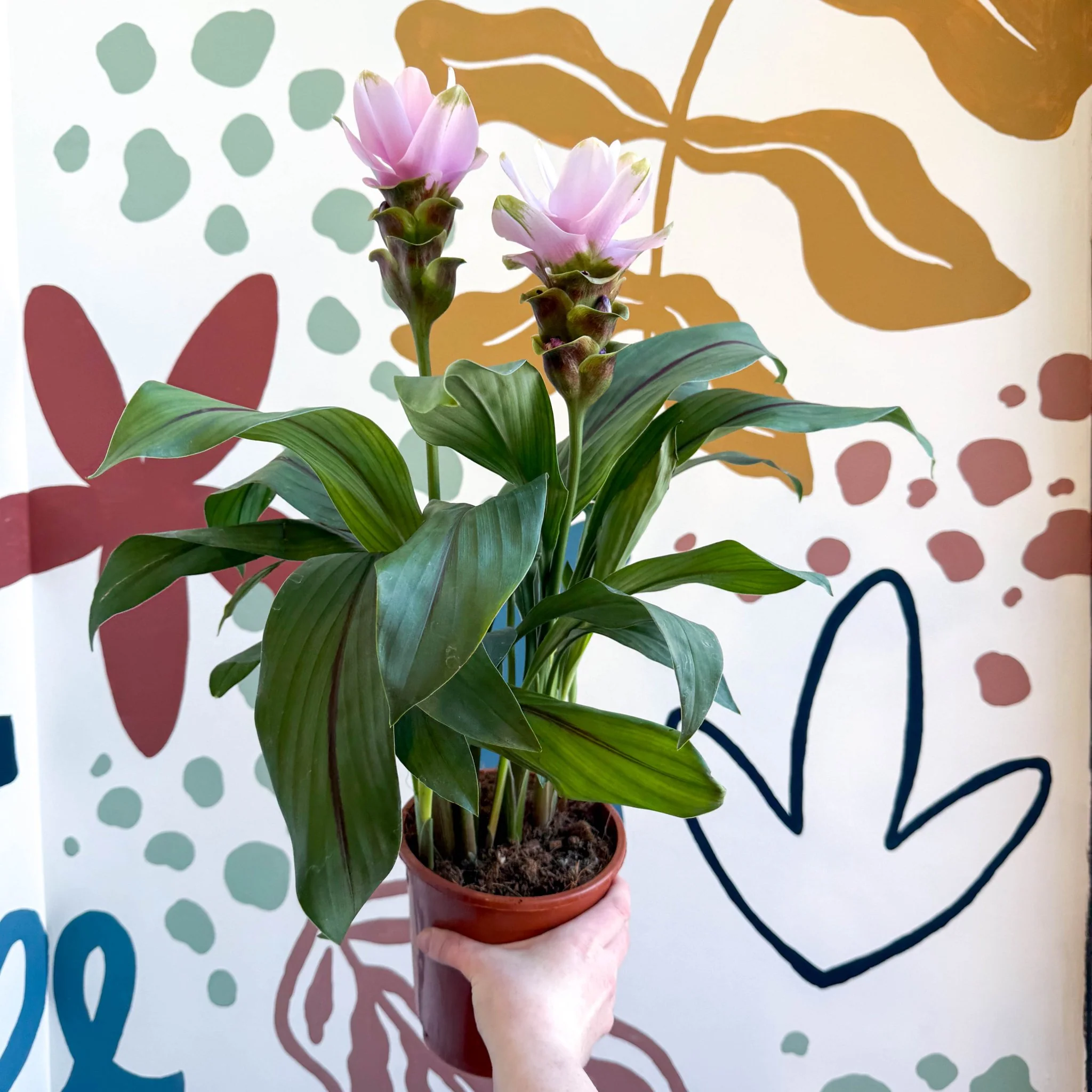 Curcuma – Hidden Ginger / Siam Tulip - Image 20