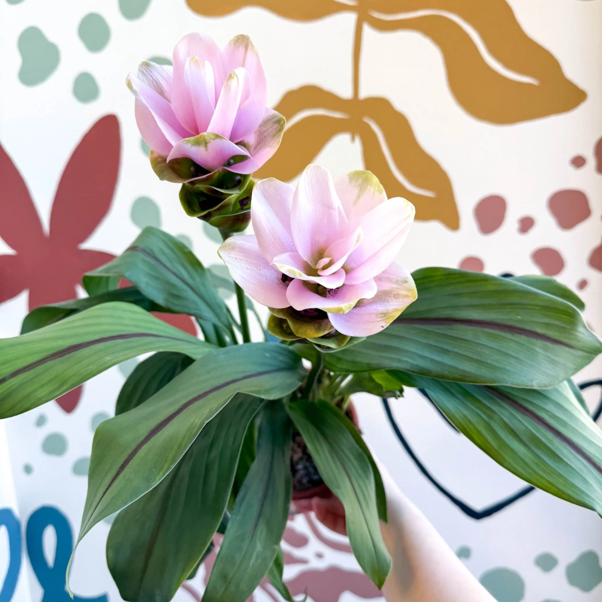 Curcuma – Hidden Ginger / Siam Tulip - Image 21