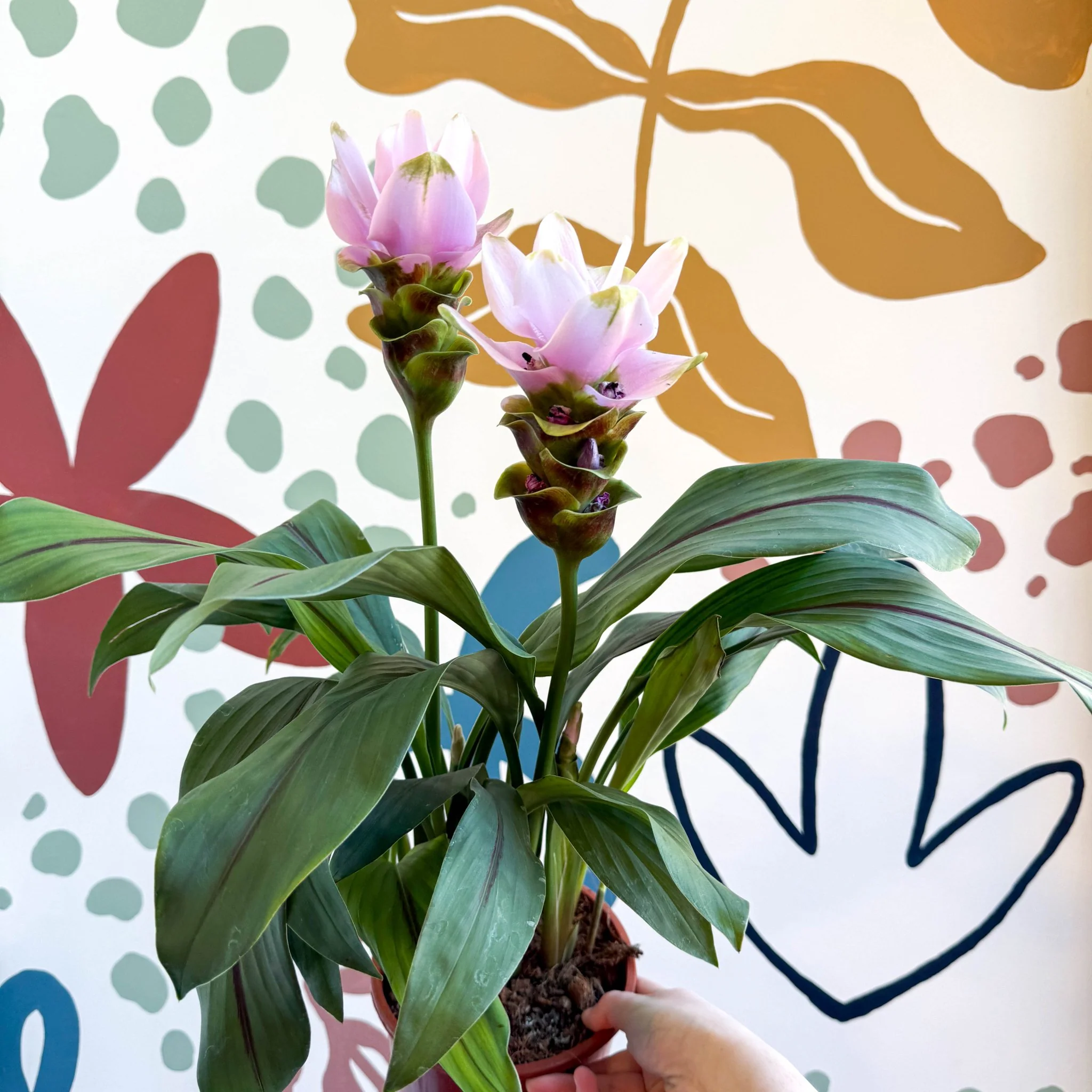 Curcuma – Hidden Ginger / Siam Tulip - Image 22