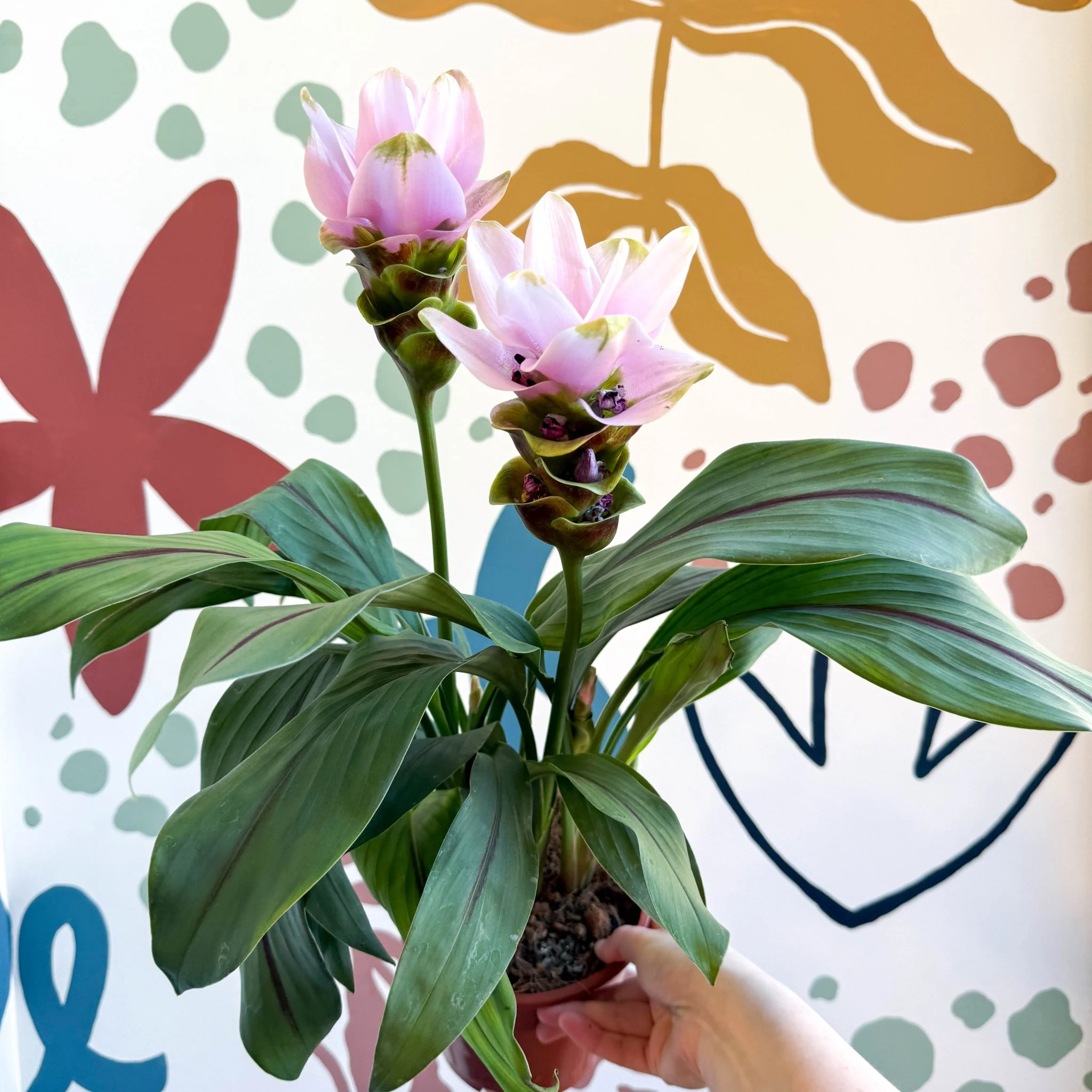 Curcuma – Hidden Ginger / Siam Tulip - Image 24