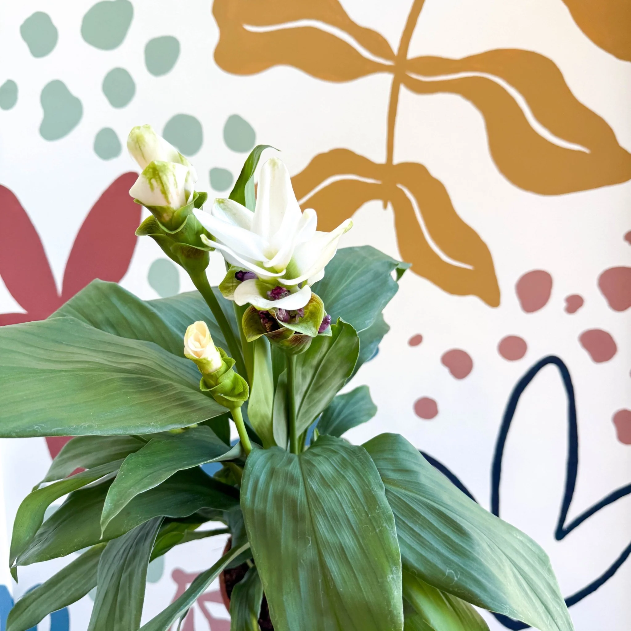 Curcuma – Hidden Ginger / Siam Tulip - Image 25