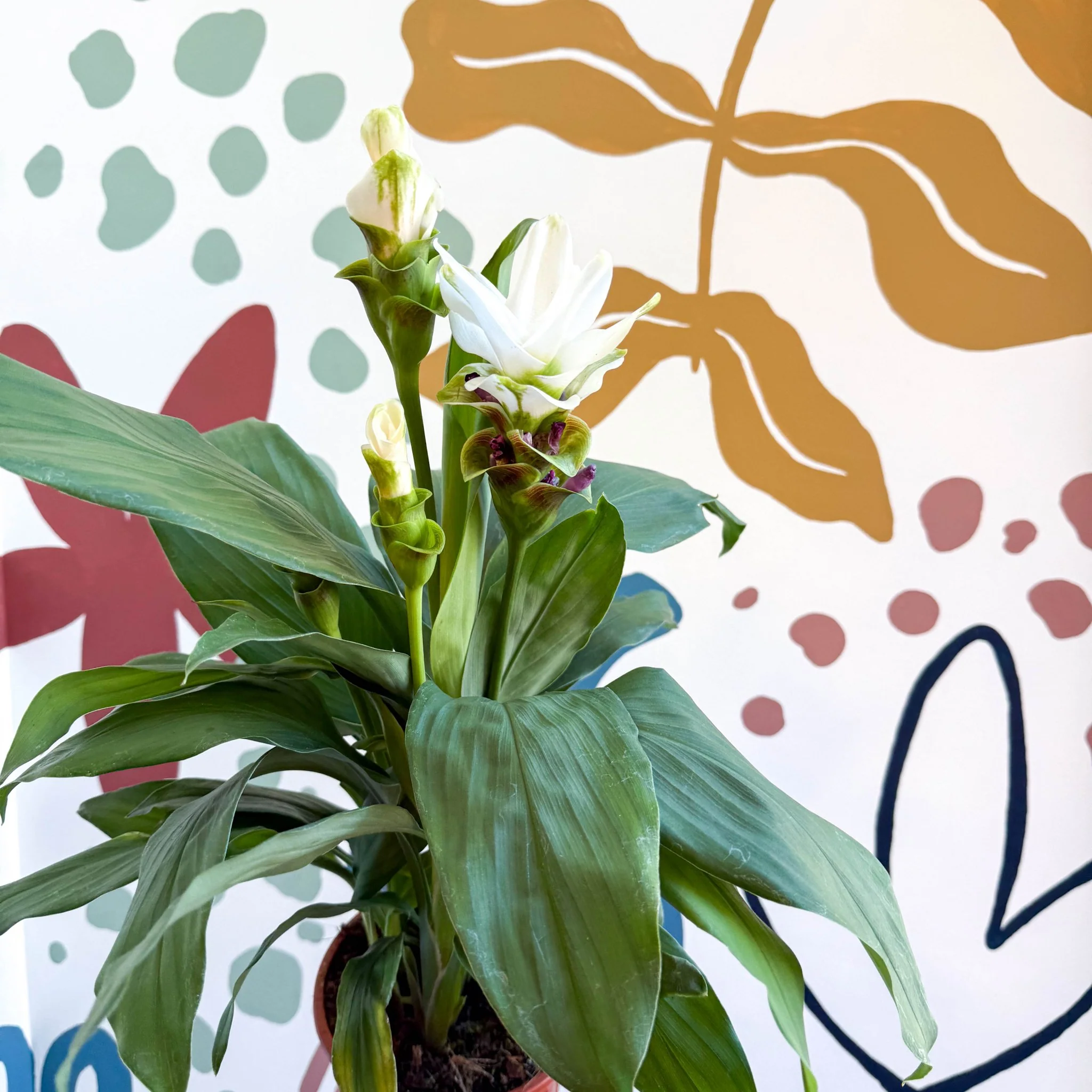 Curcuma – Hidden Ginger / Siam Tulip - Image 26